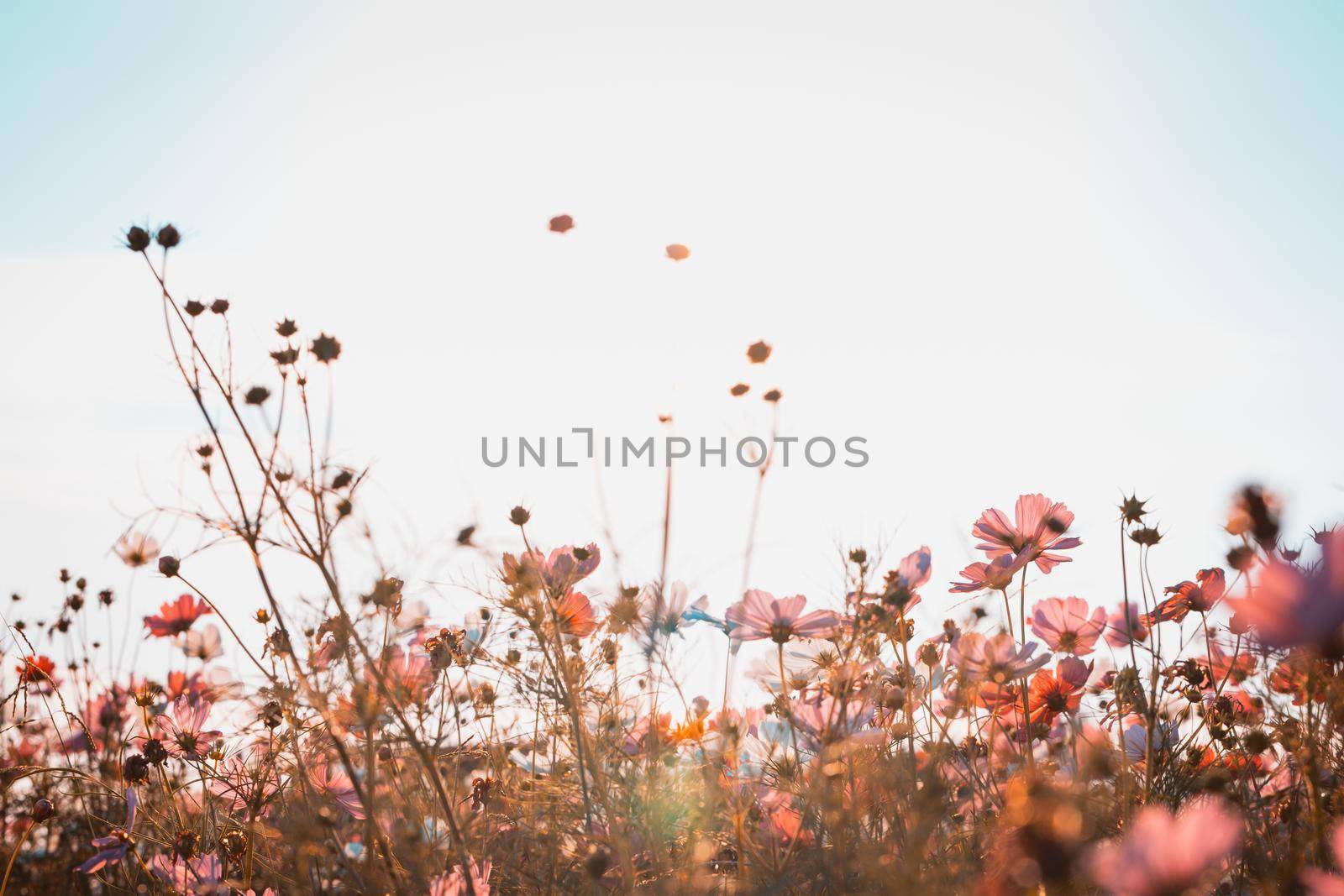 Cosmos flowers beautiful by Wasant