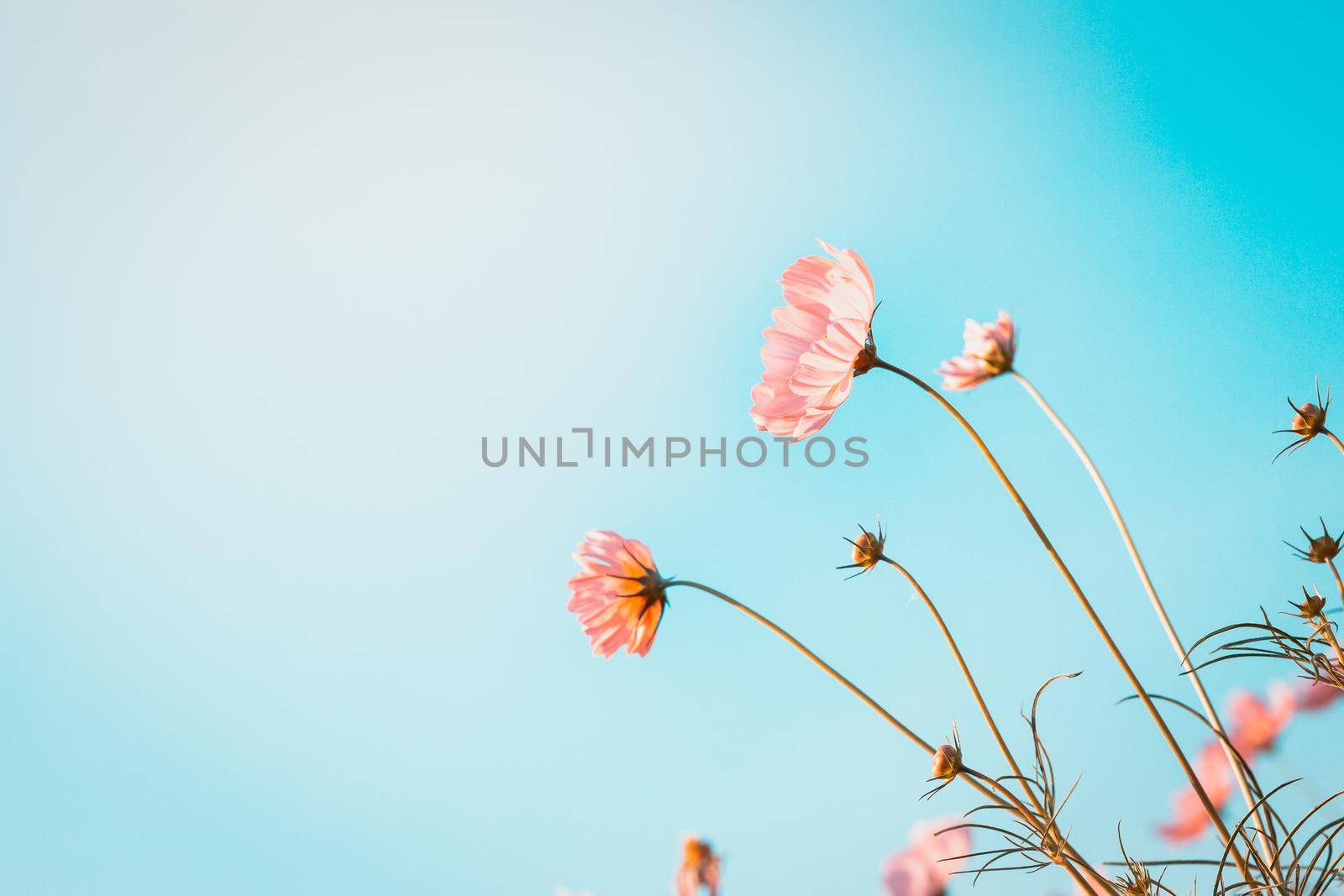 Cosmos flowers beautiful by Wasant