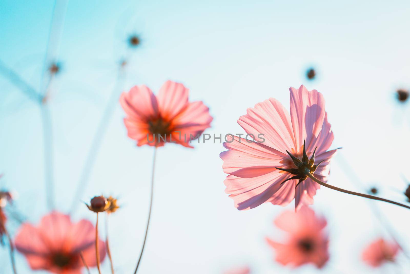 Cosmos flowers beautiful in the garden