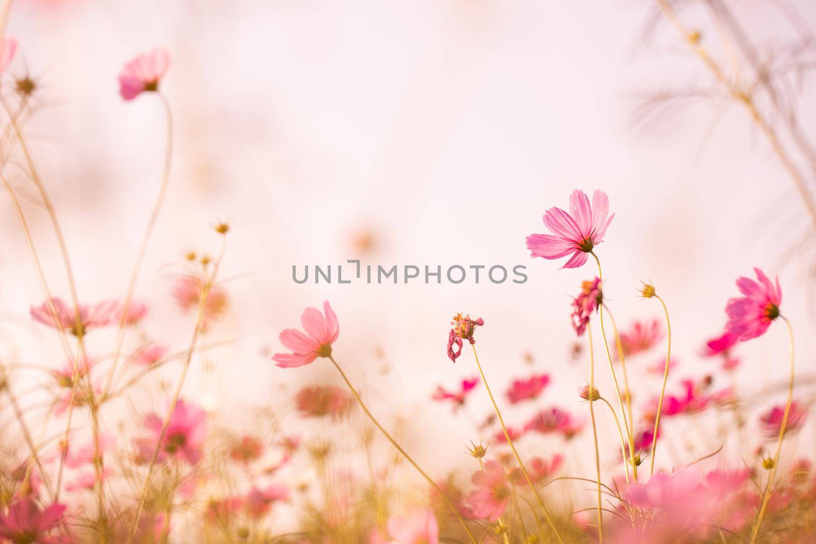 Cosmos flowers beautiful in the garden