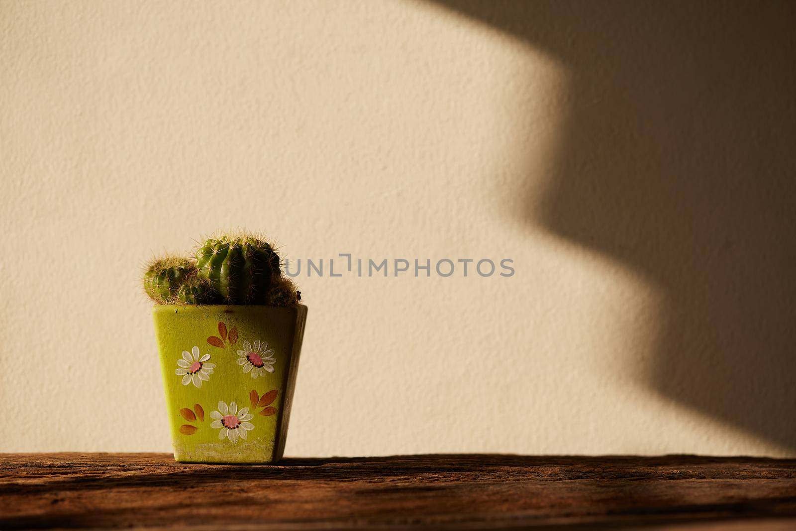Cactus on wood with sunlight and shadow. Still life with cactus