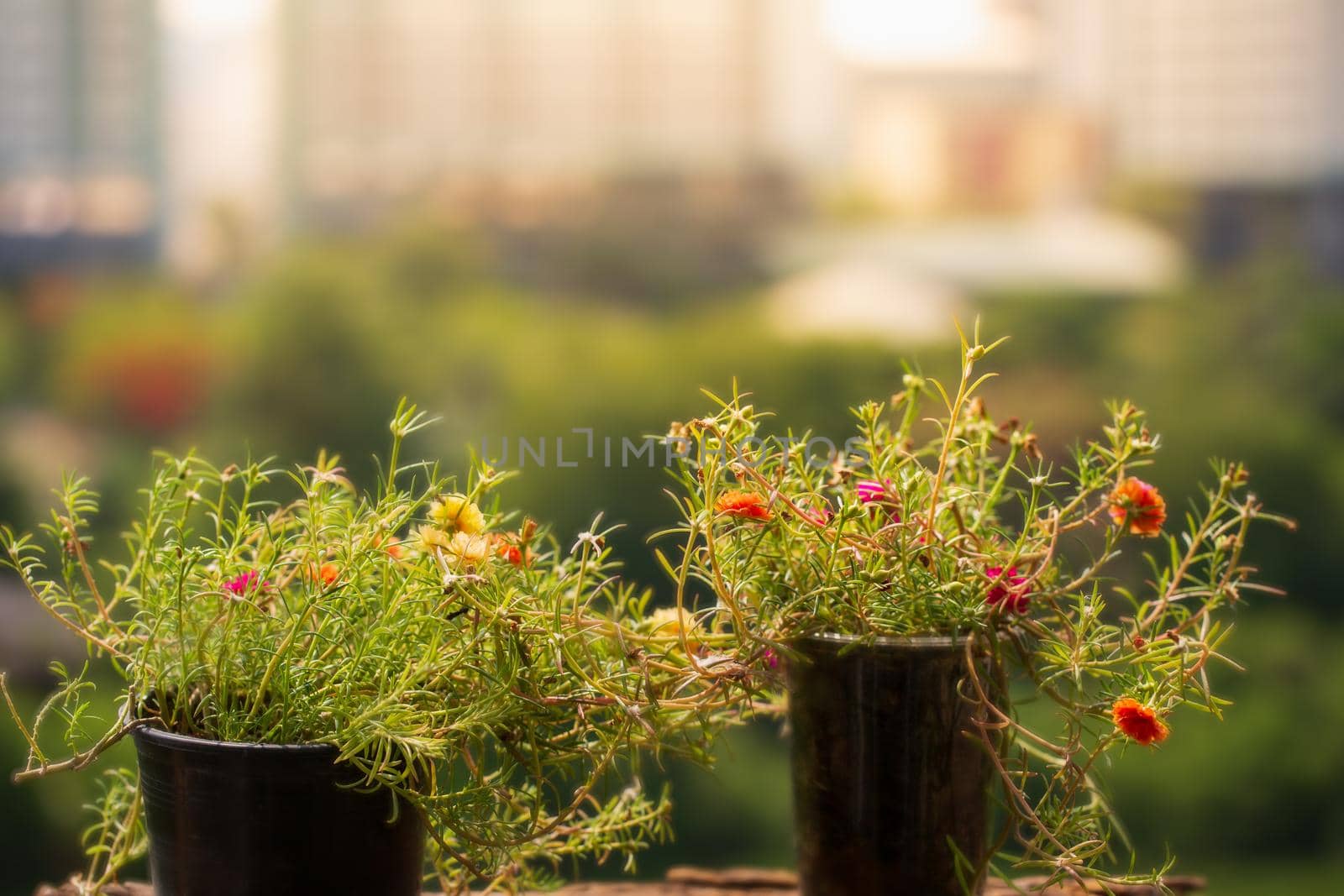 Common Purslane flowers beautiful by Wasant