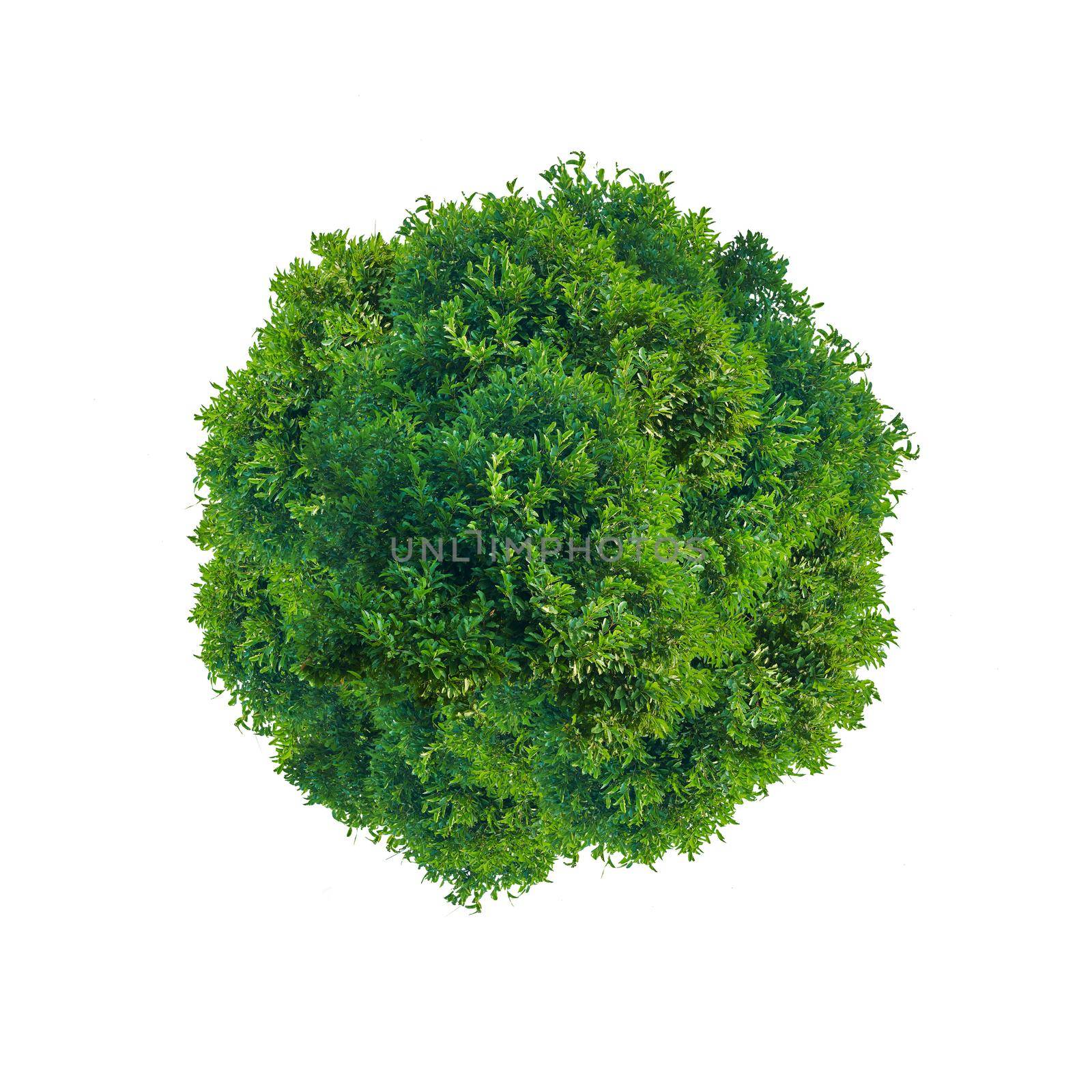 Green tree  circle by Wasant