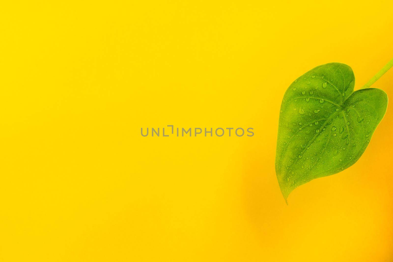 Buddha's Hand leaf with empty space for minimalist photo