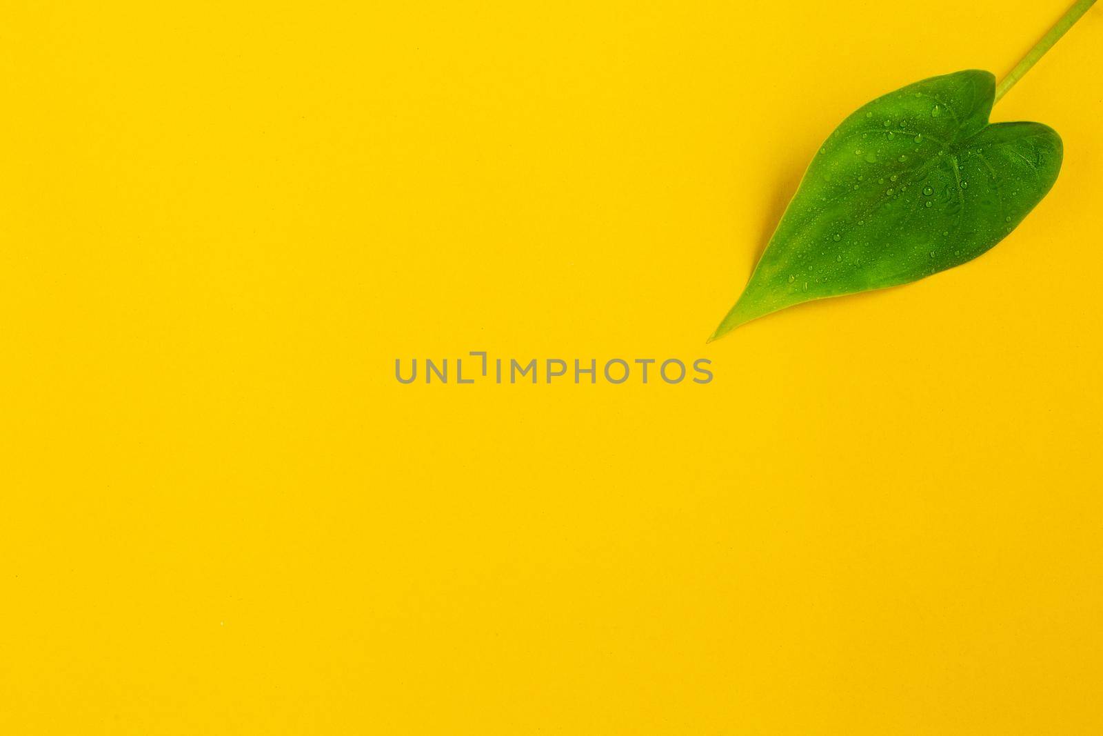 Buddha's Hand leaf with empty space for minimalist photo