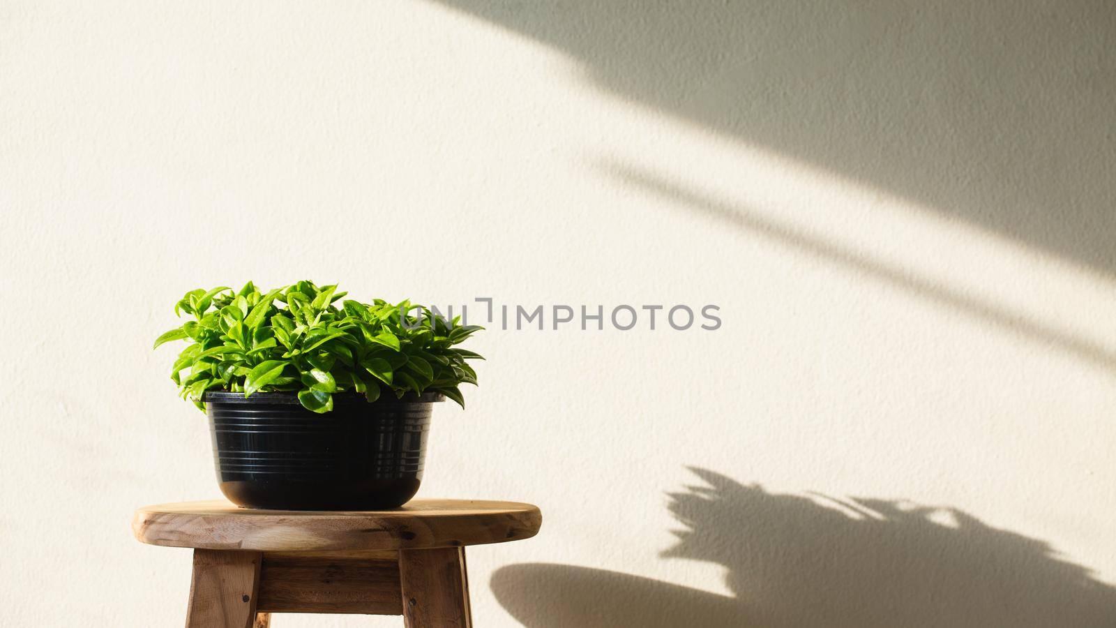 Green plant on pot with sunlight. Minimalist photo