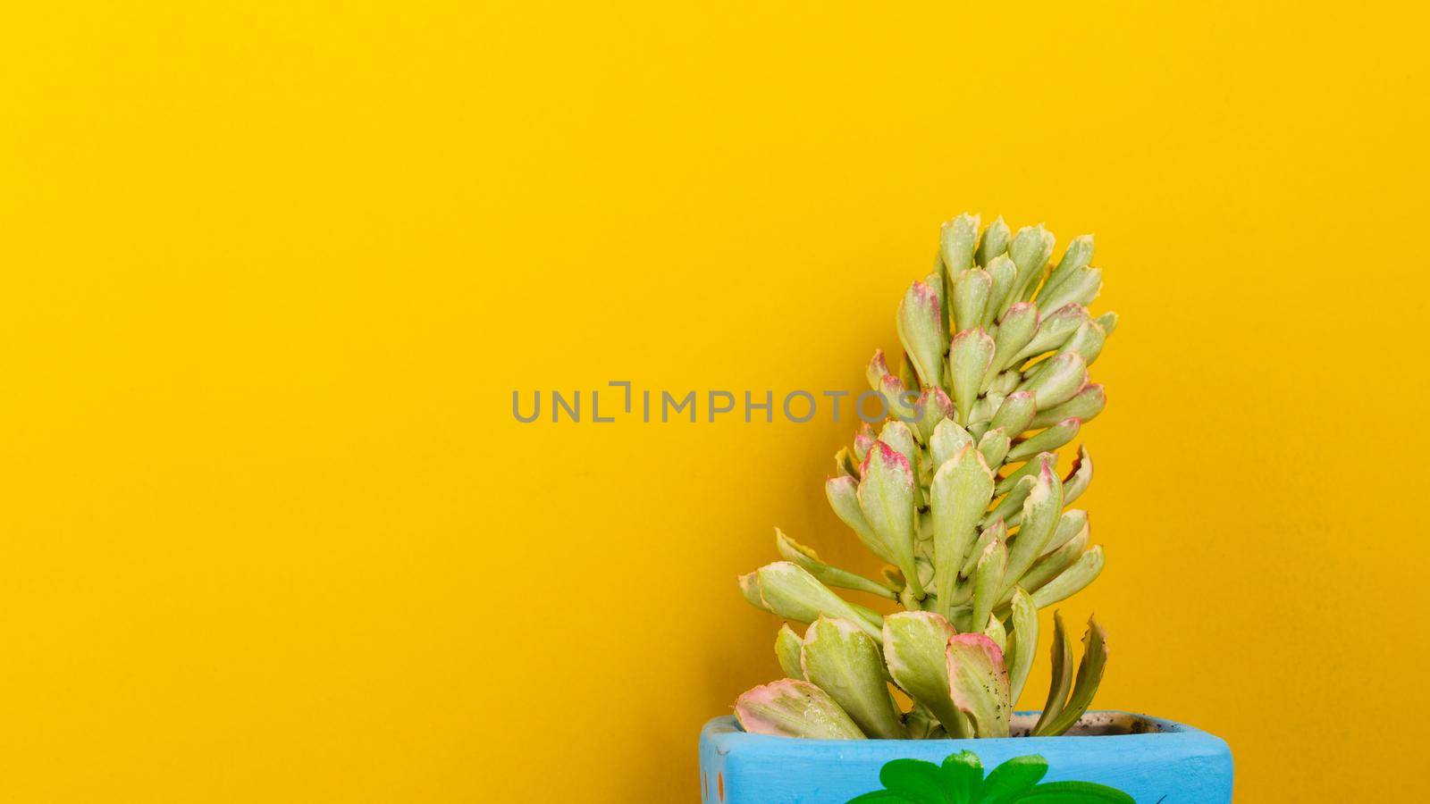 Green plant on yellow background. by Wasant