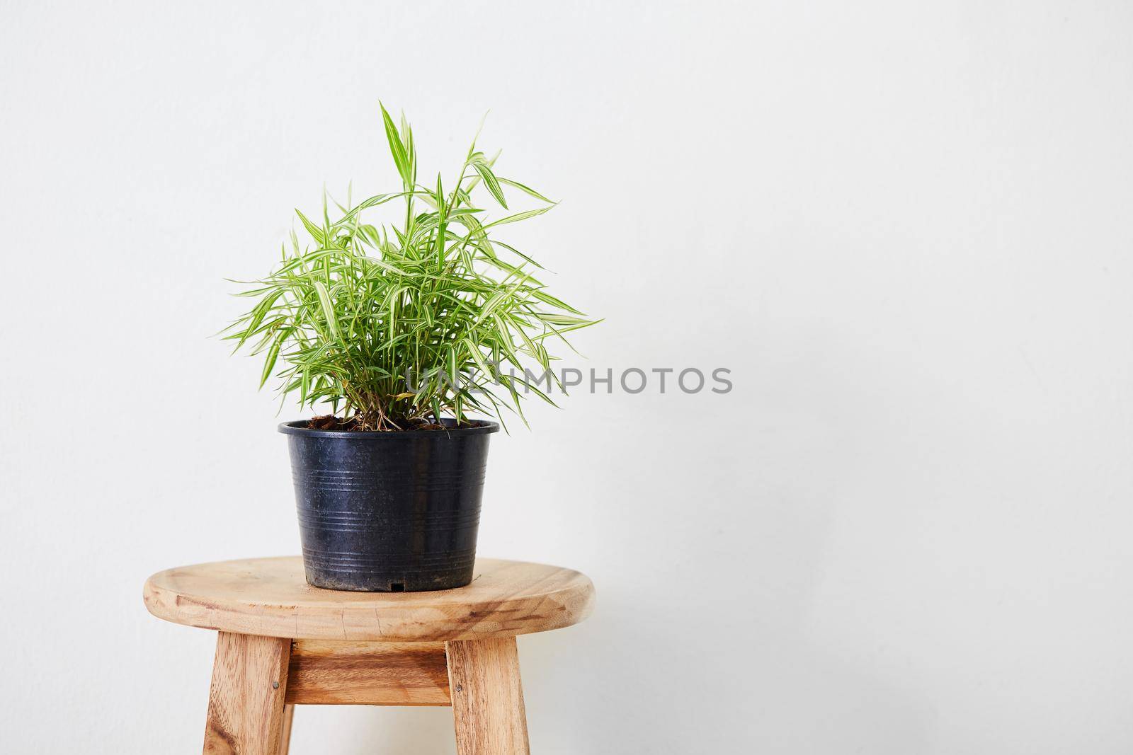 Little grass or bamboo in pot of minimalism photo