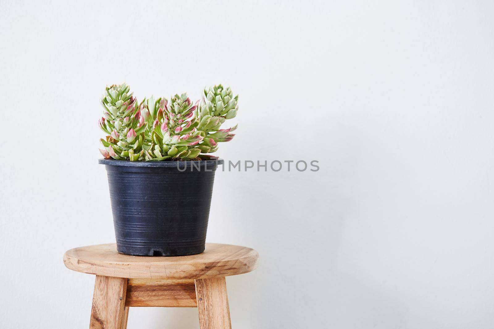 Monadenium on pot  with white background. Minimalist photo