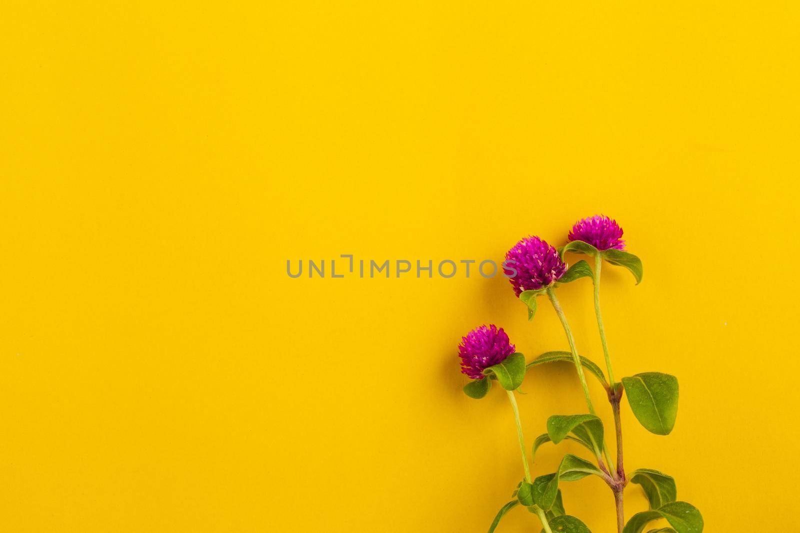 Globe amaranth flowers beautiful on yellow background