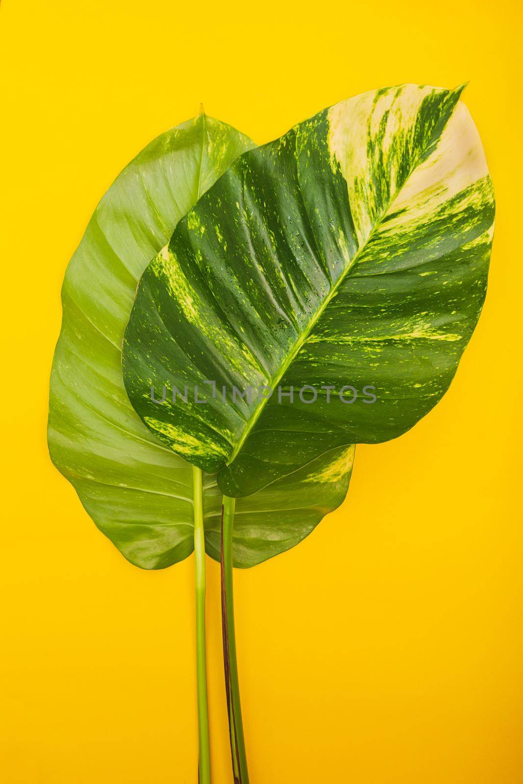 Green leaves on yellow background. Minimalist photo