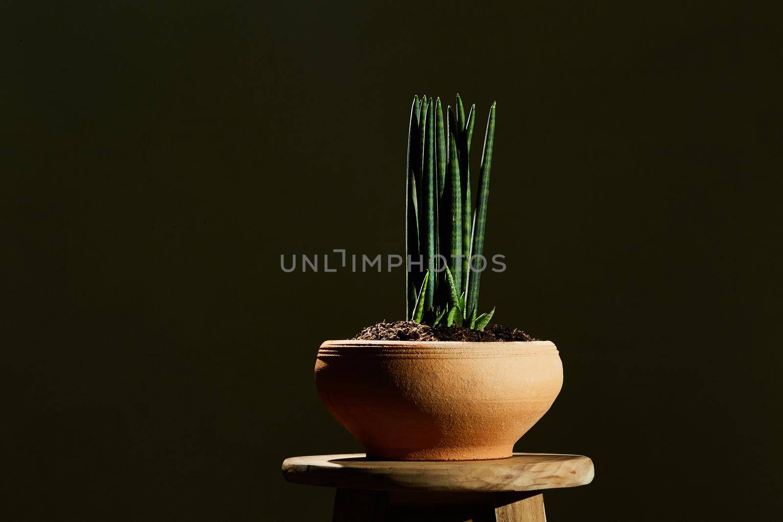 Sansevieria stuckyi in clay pot, plant on pot