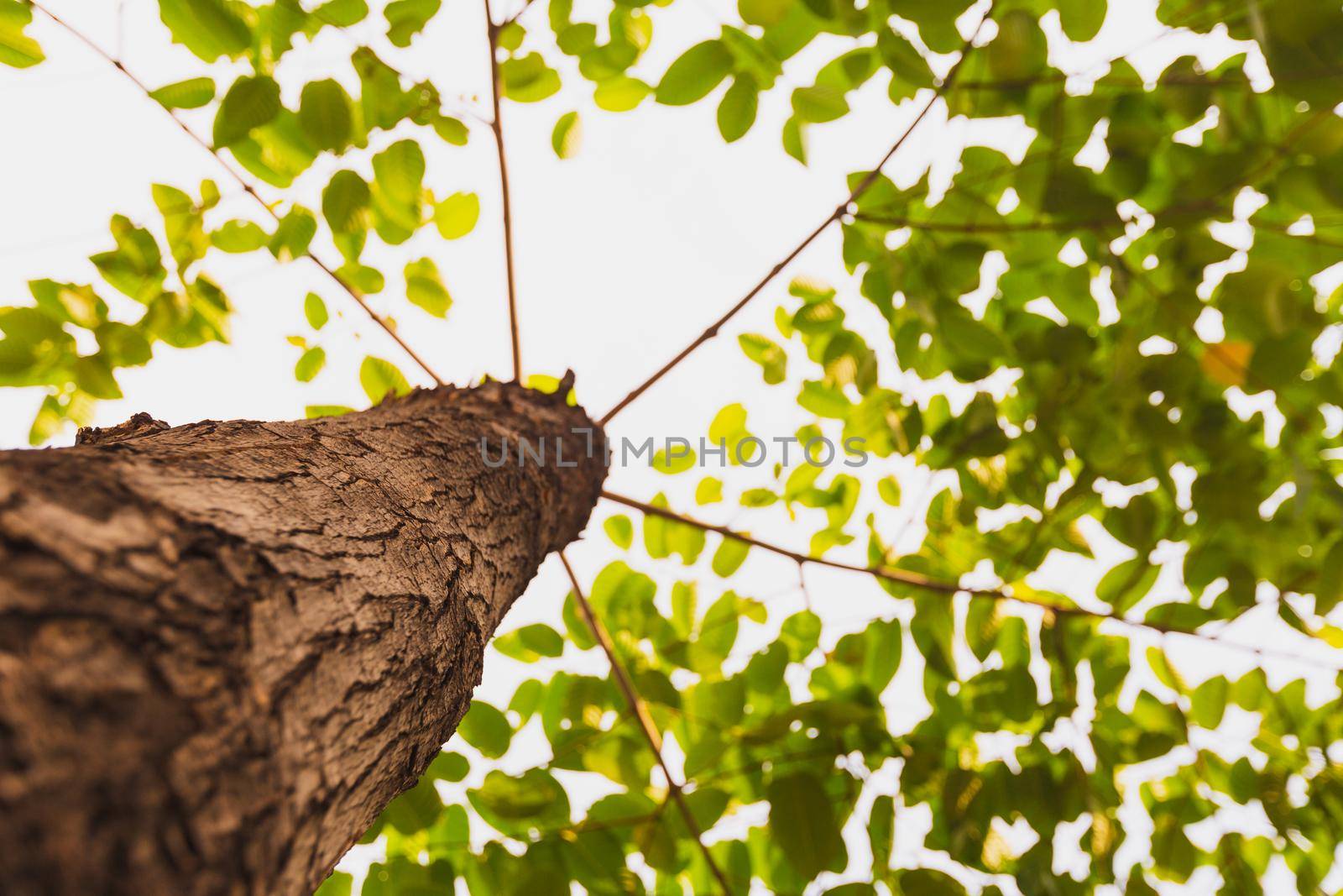 Tree of ant view for natural background