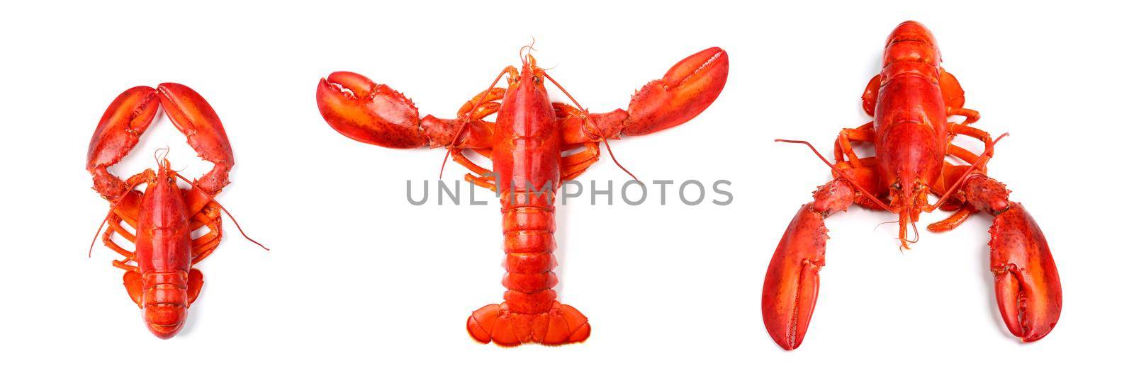 Lobsters three body isolated on white background