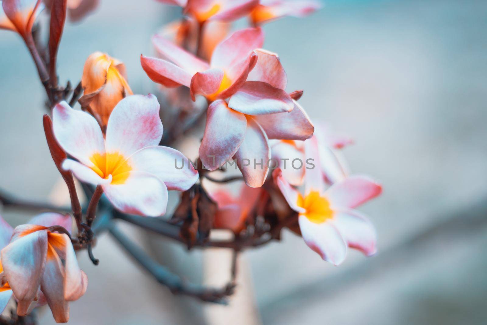 Plumeria flowers soft color. sweet blue background