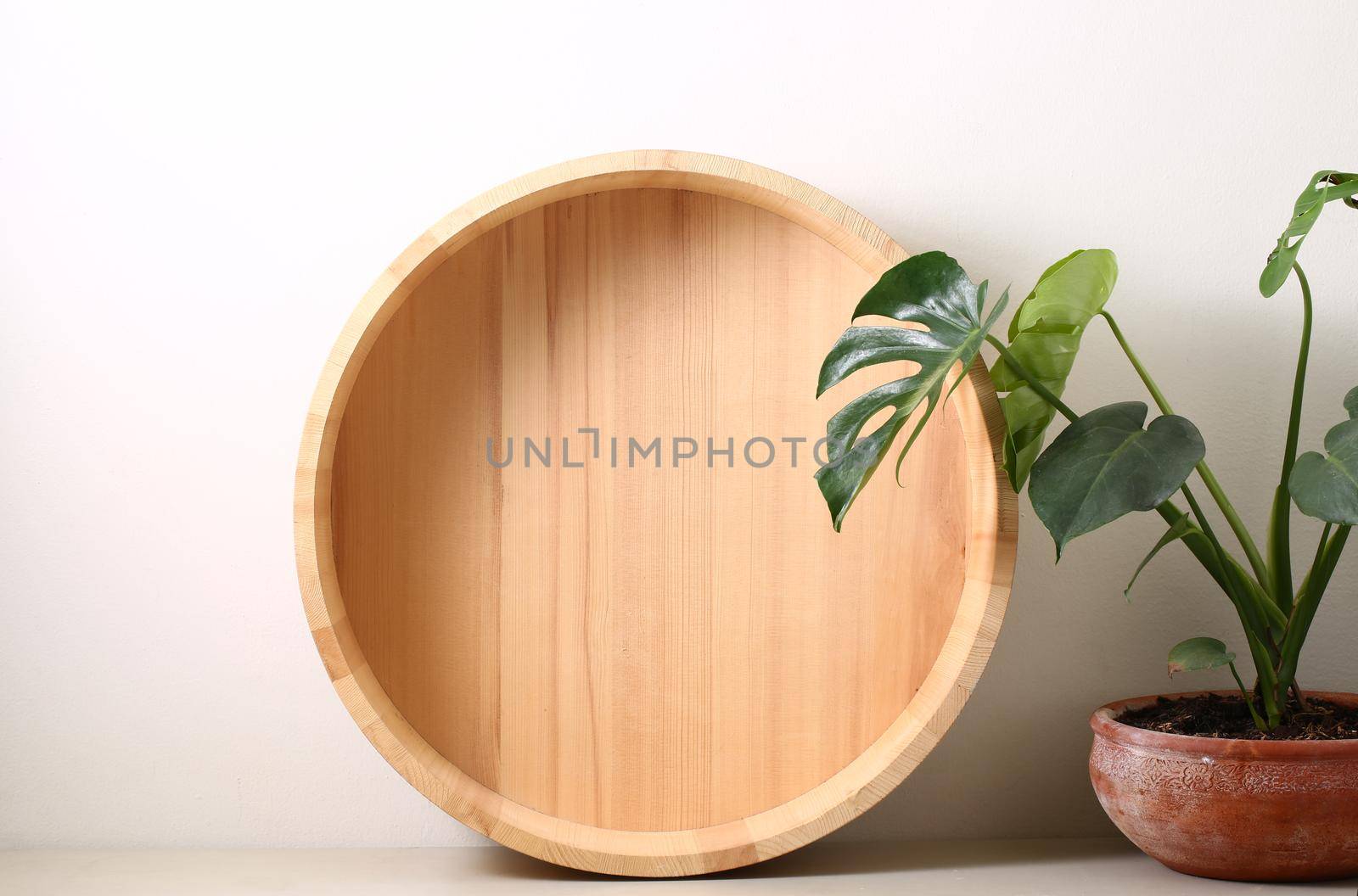 Still life with Cask wooden with monstera plant