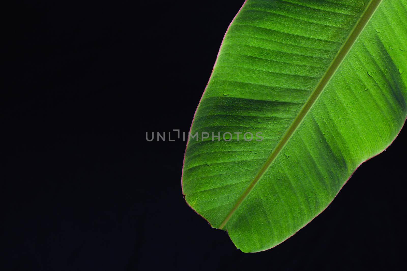 Banana leaf texture with drop shadow on dark background