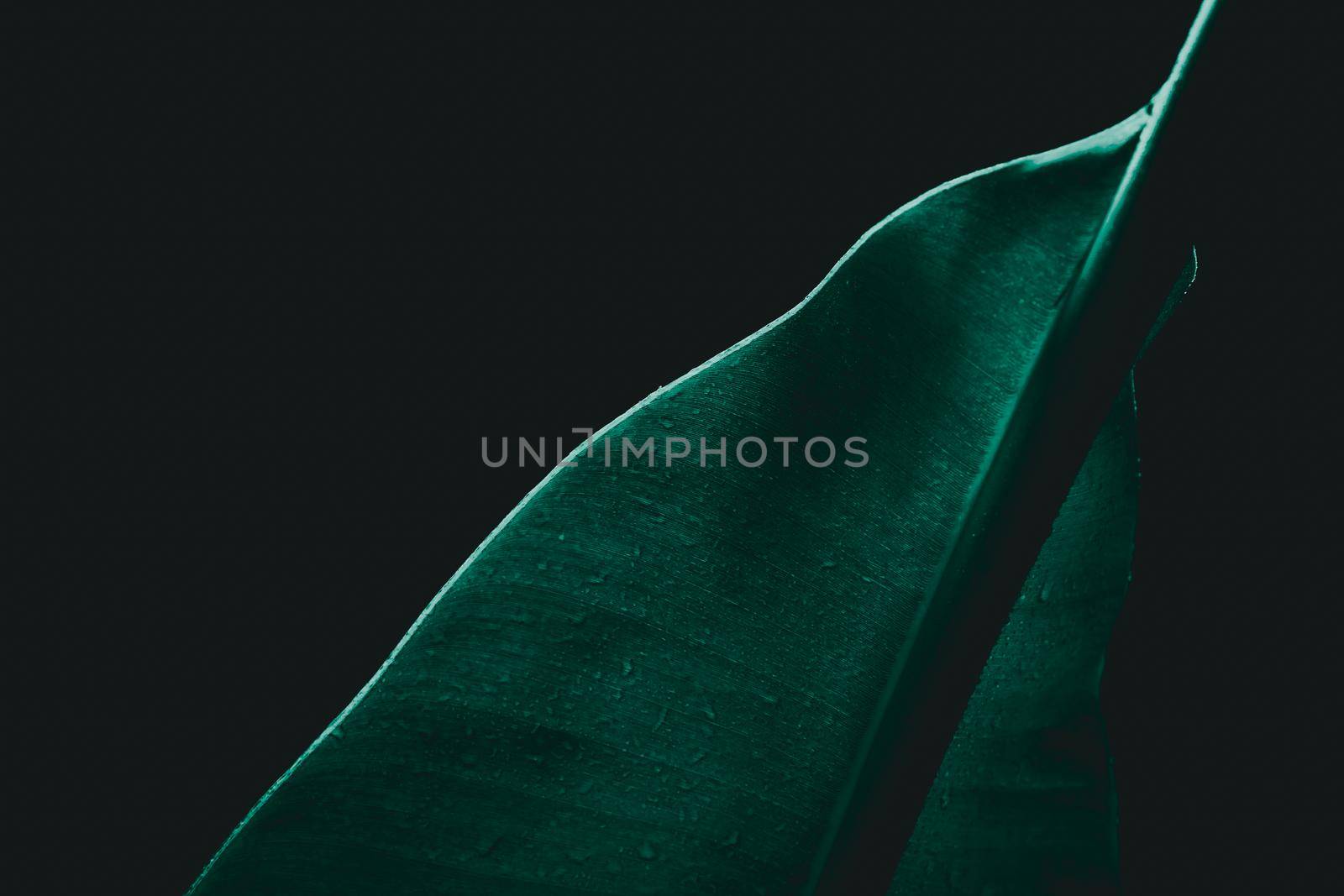 Tropical Banana leaf texture on dark backgrond