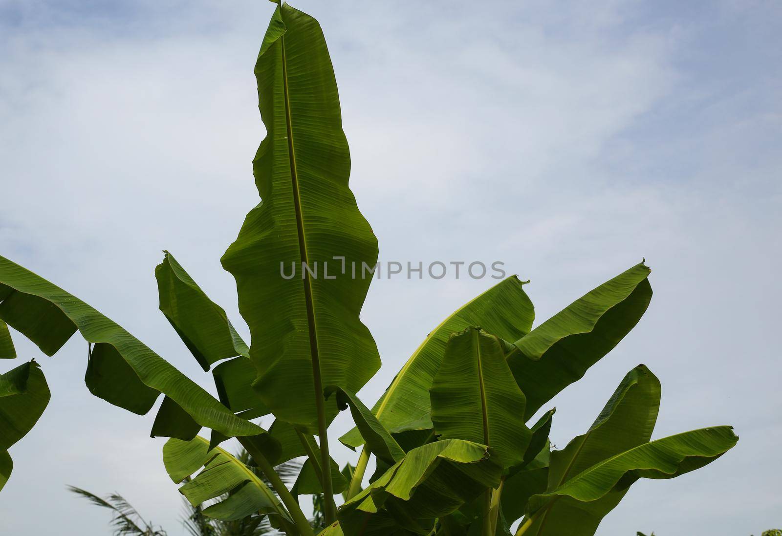 Jungle of tropical banana leaf texture, large palm foliage natural green background