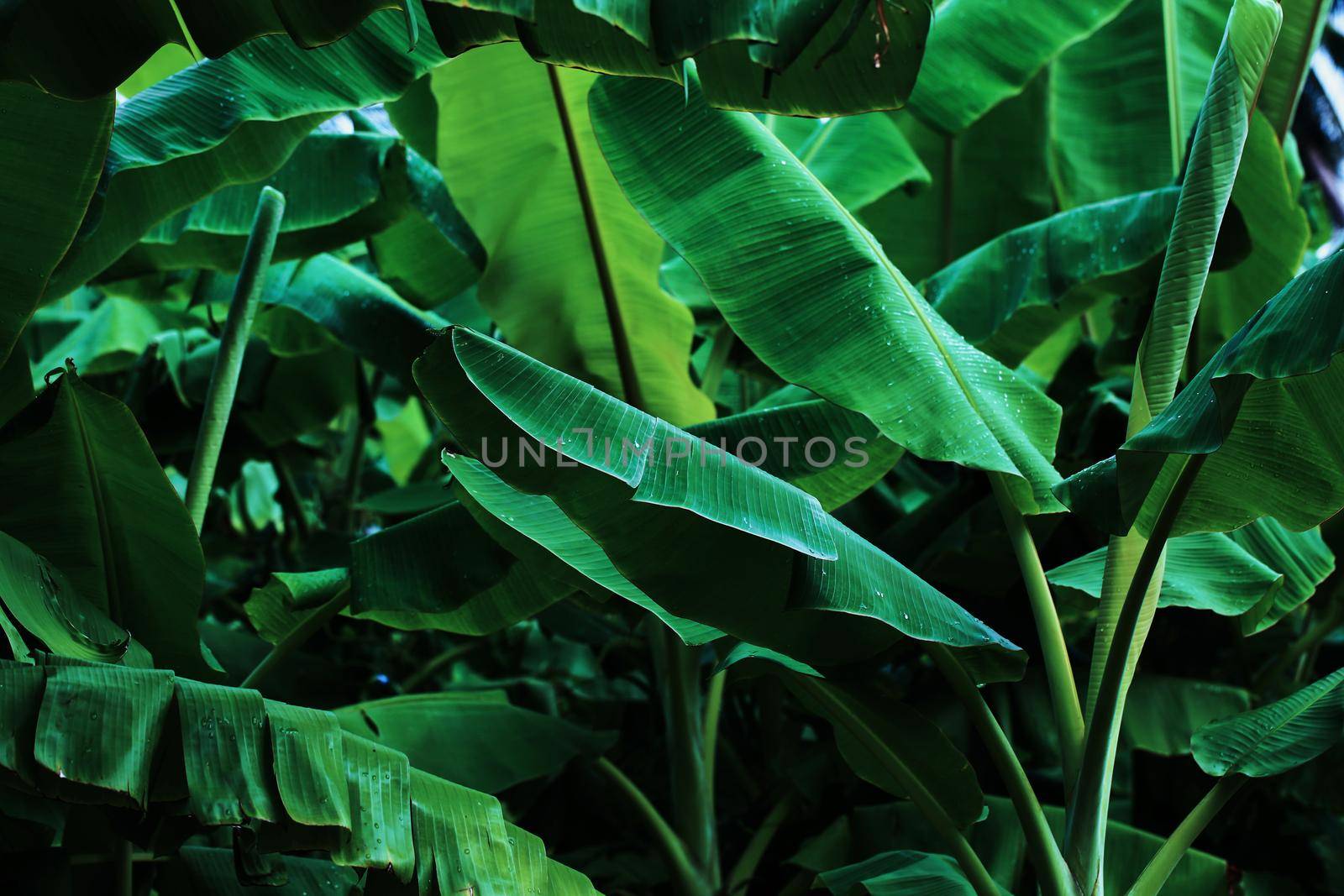 Jungle of tropical banana leaf texture, large palm foliage natural dark green background