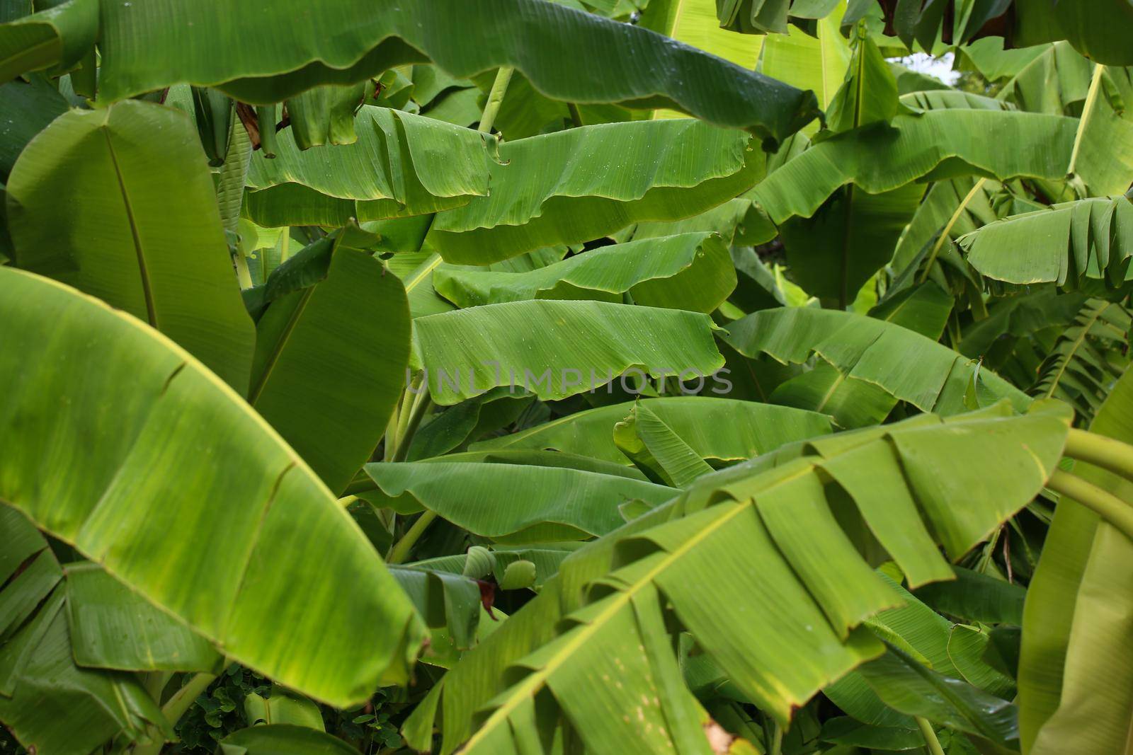Jungle of tropical banana leaf texture, large palm foliage natural green background