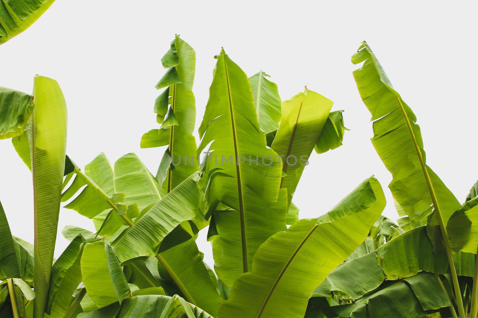 Jungle of tropical banana leaf by Wasant