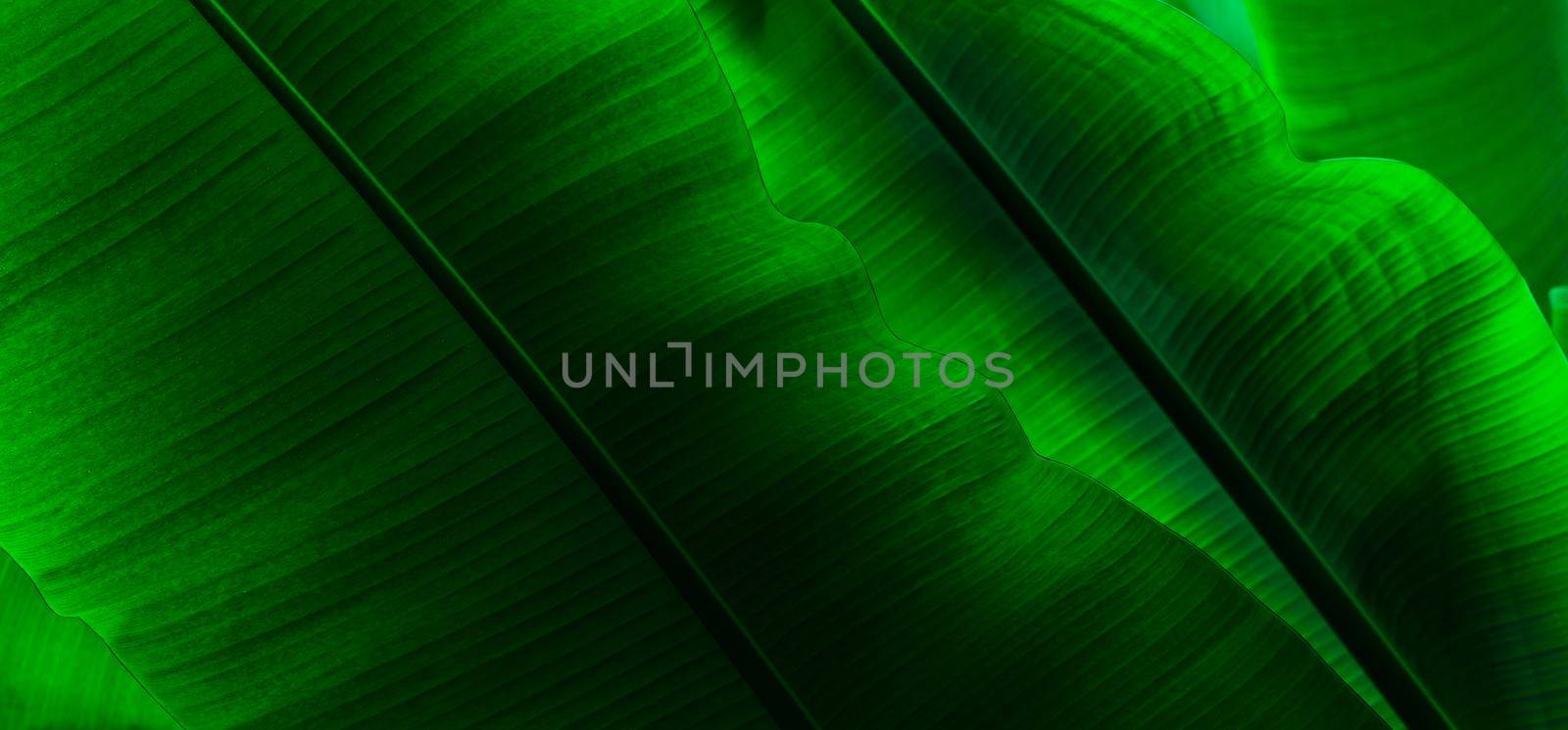 Tropical banana leaf texture by Wasant