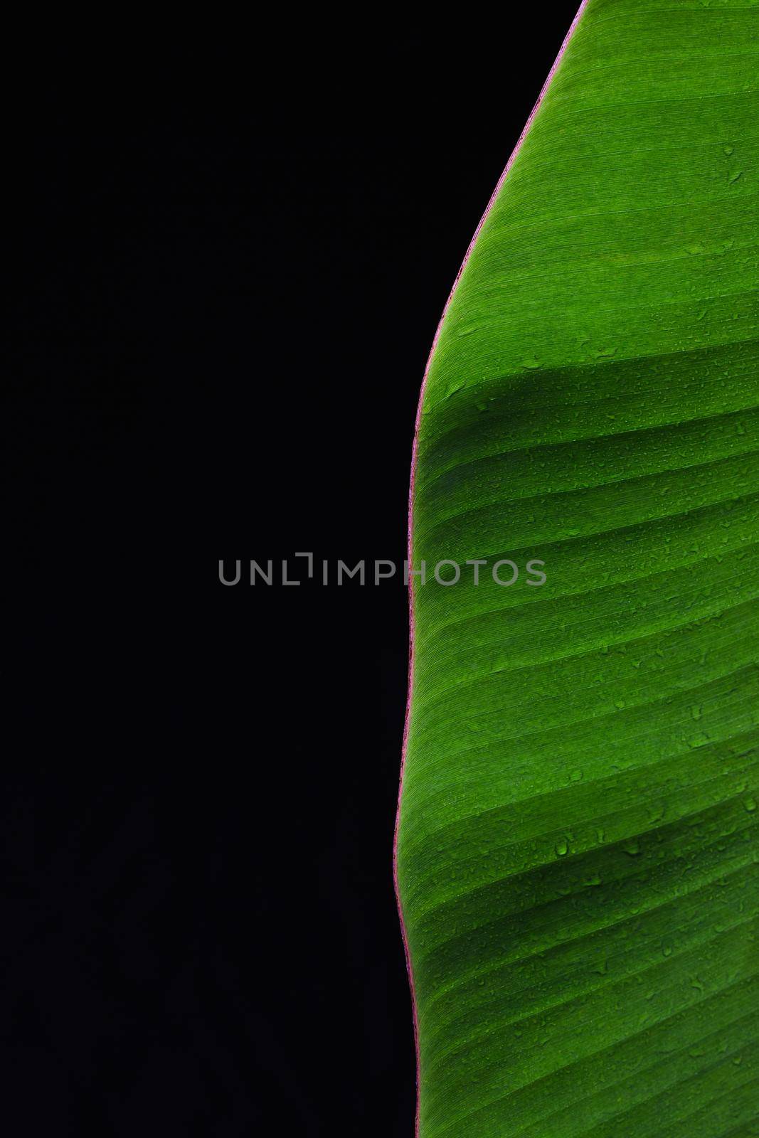 Banana leaf texture with drop shadow on dark background