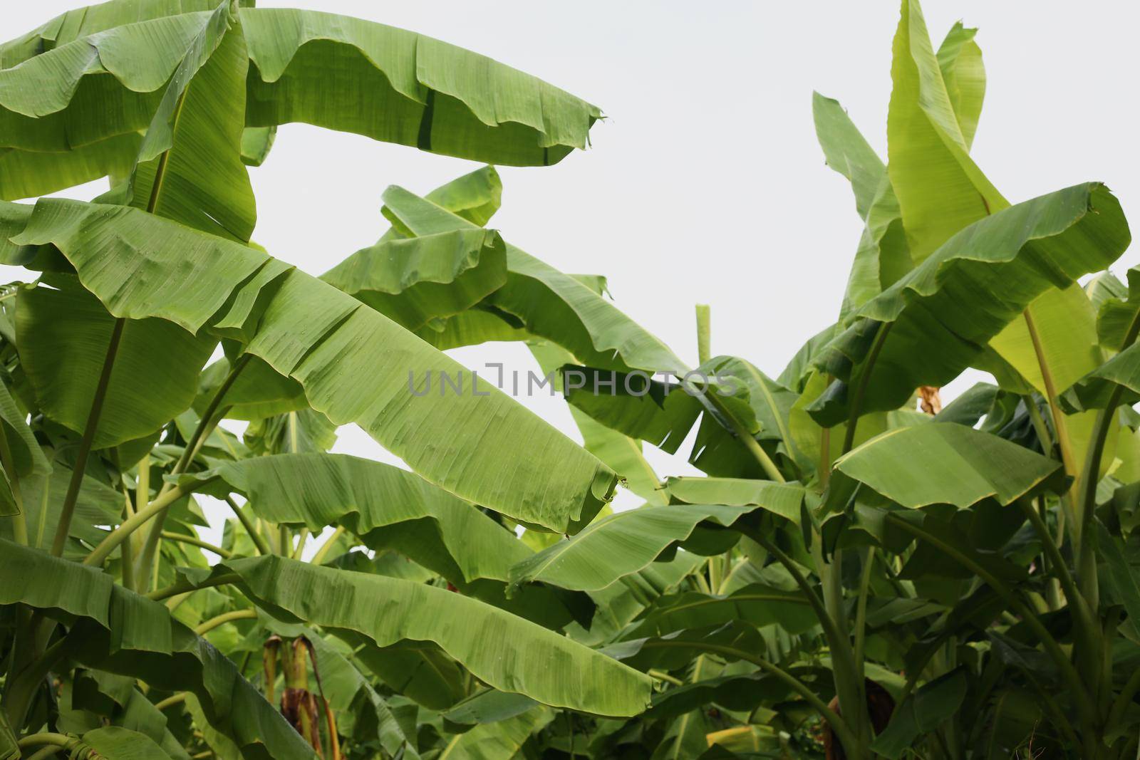 Jungle of tropical banana leaf texture, large palm foliage natural green background