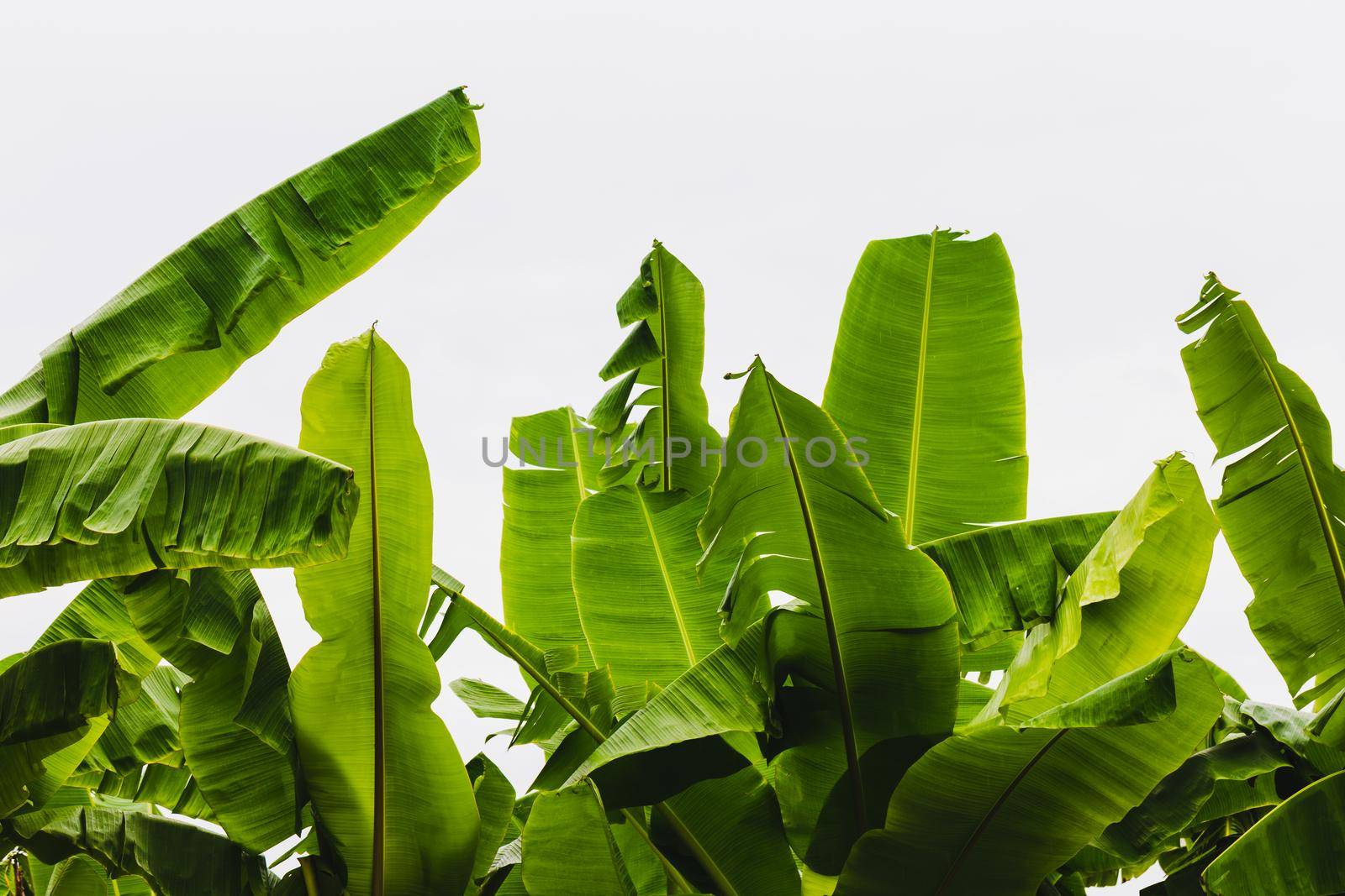 Jungle of tropical banana leaf  by Wasant