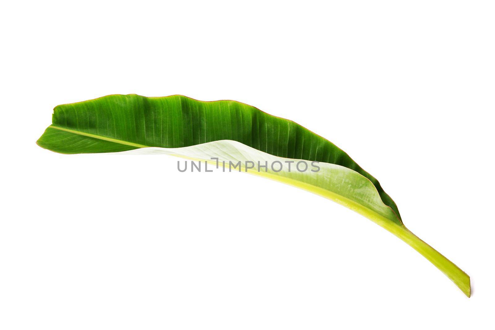 Tropical Banana leaf texture. Isolated on white
