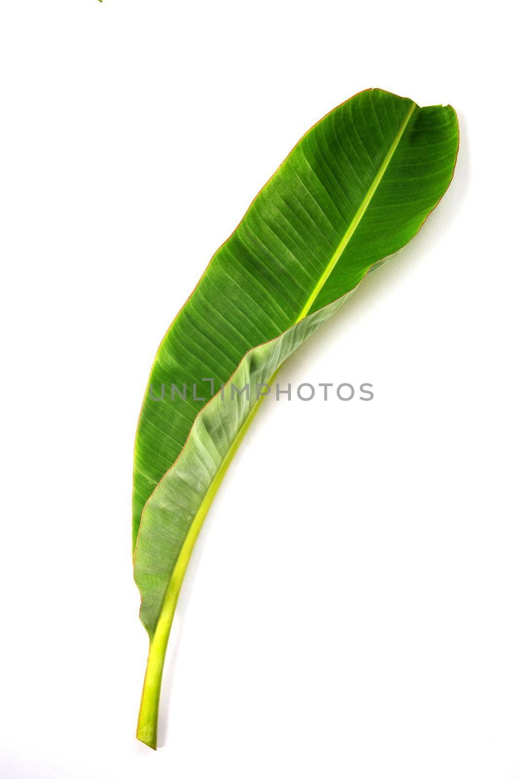Banana leaf texture. by Wasant
