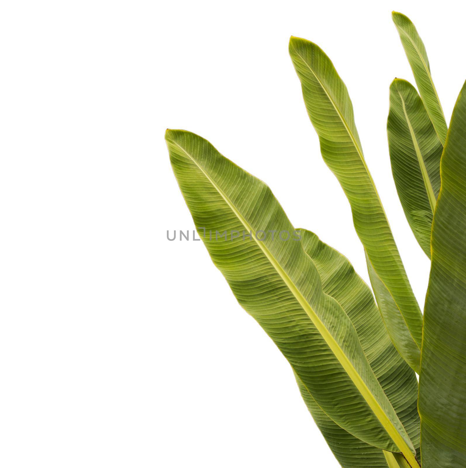 Tropical Banana leaf texture. Isolated on white