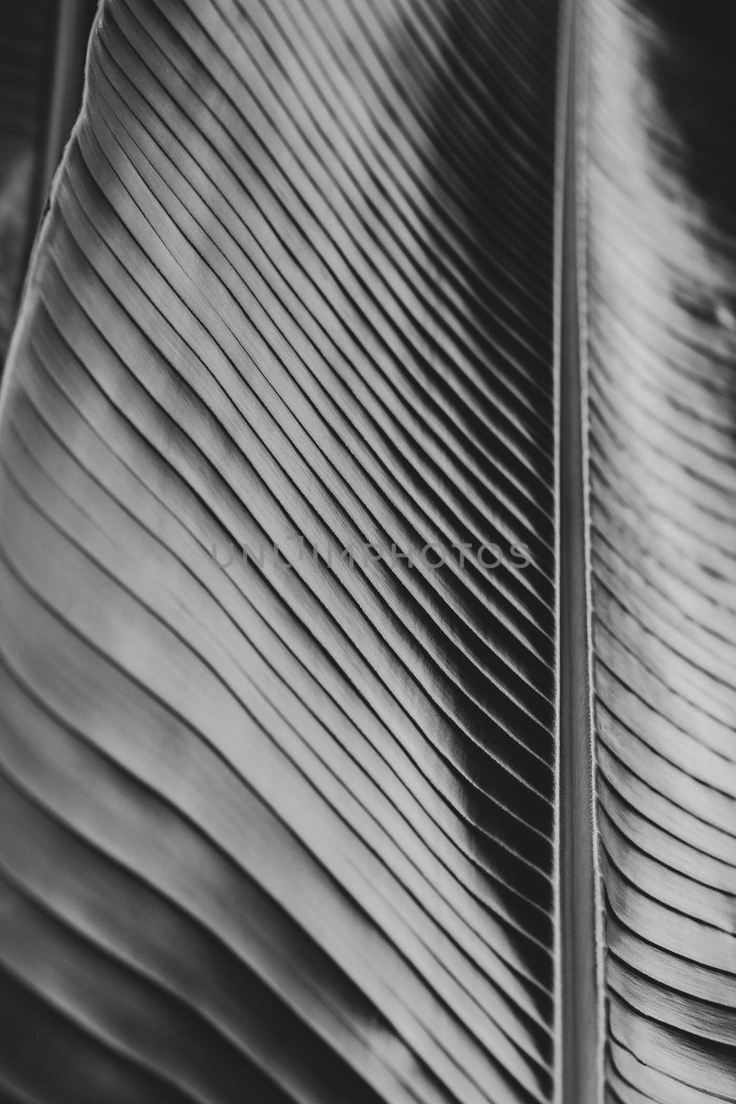 Abstract striped natural of banana leaf background, Details and texture of banana leaf, Tropical banana leaf