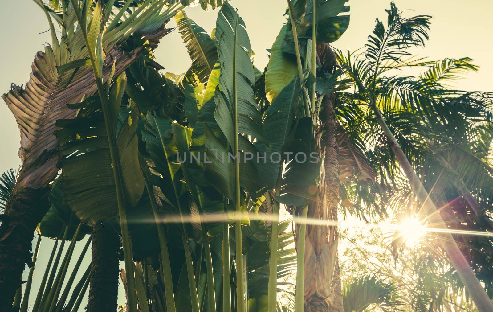 Tropical Palm tree and banana leaf with sunlight