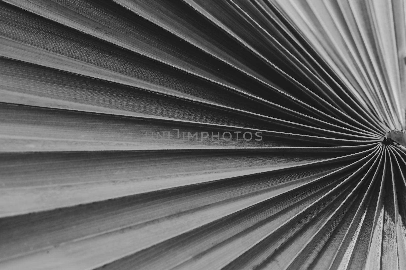 Tropical palm leaf  texture is abstract background,black and white filter