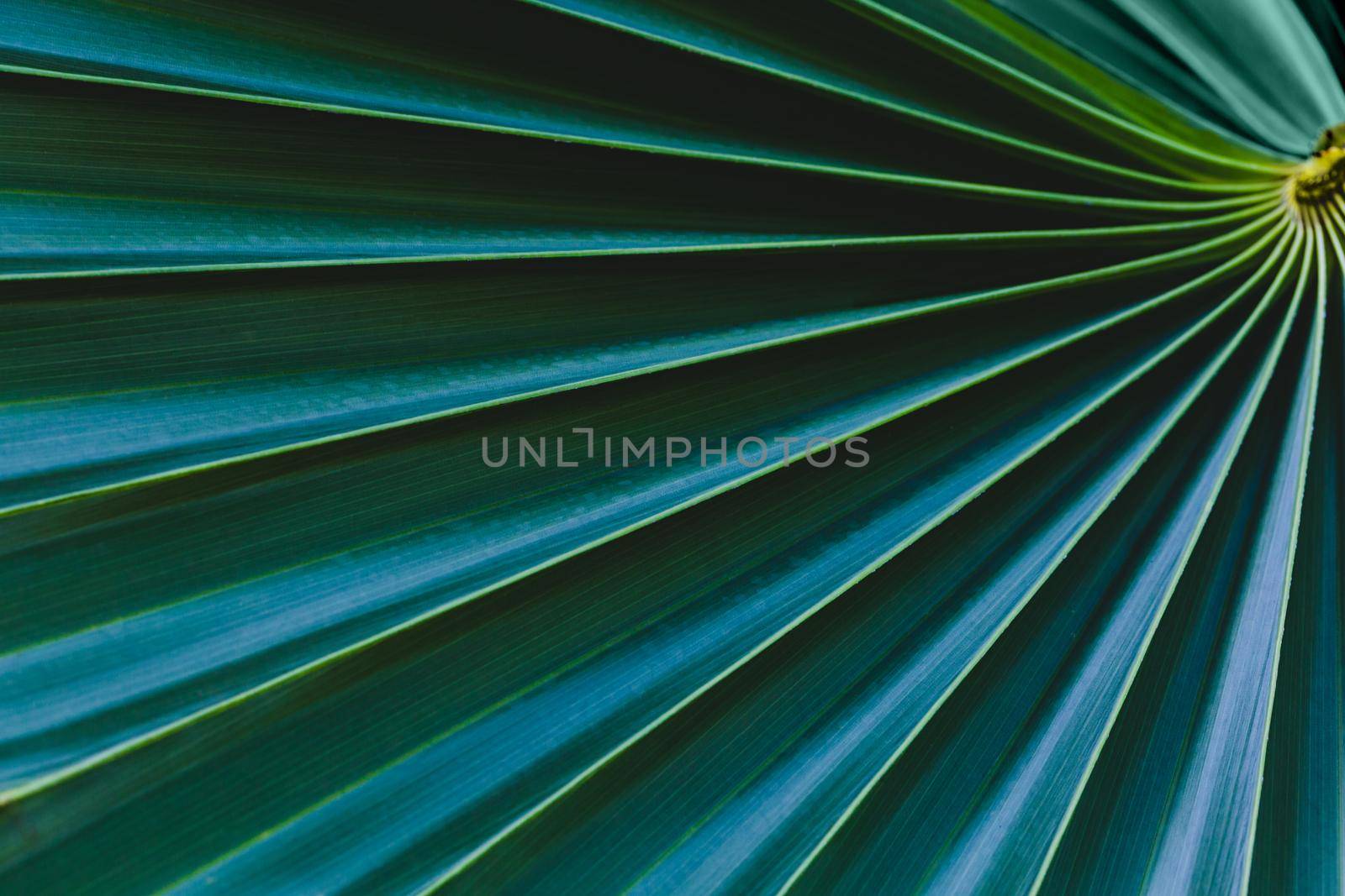 Tropical palm leaf  texture  by Wasant