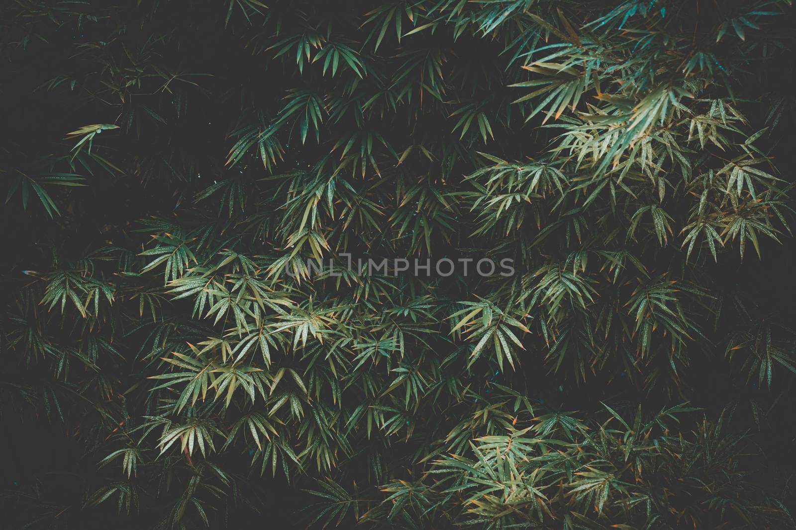 Tropical bamboo leaf abstract for background
