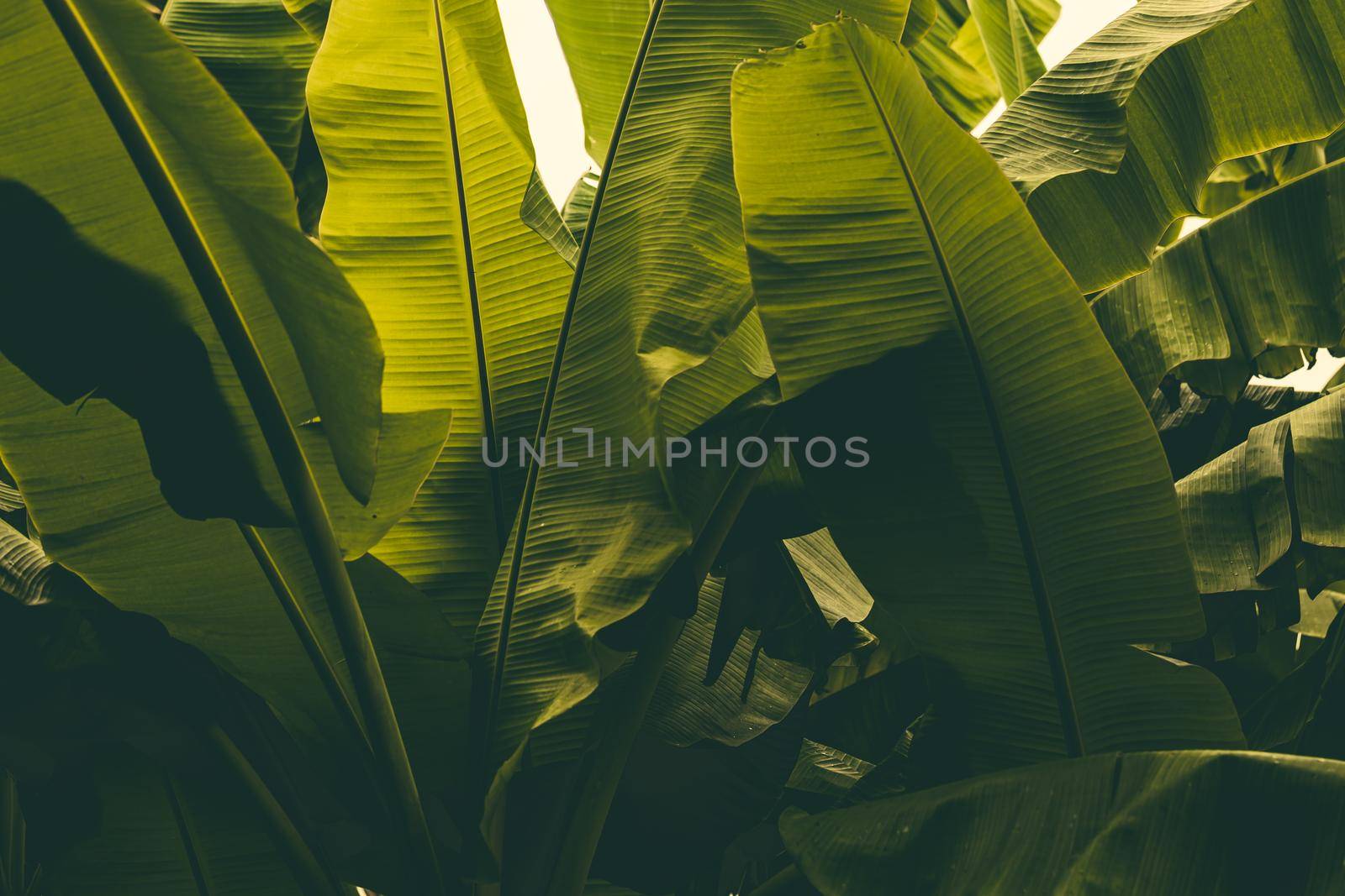 Jungle of tropical banana leaf texture, large palm foliage natural green background