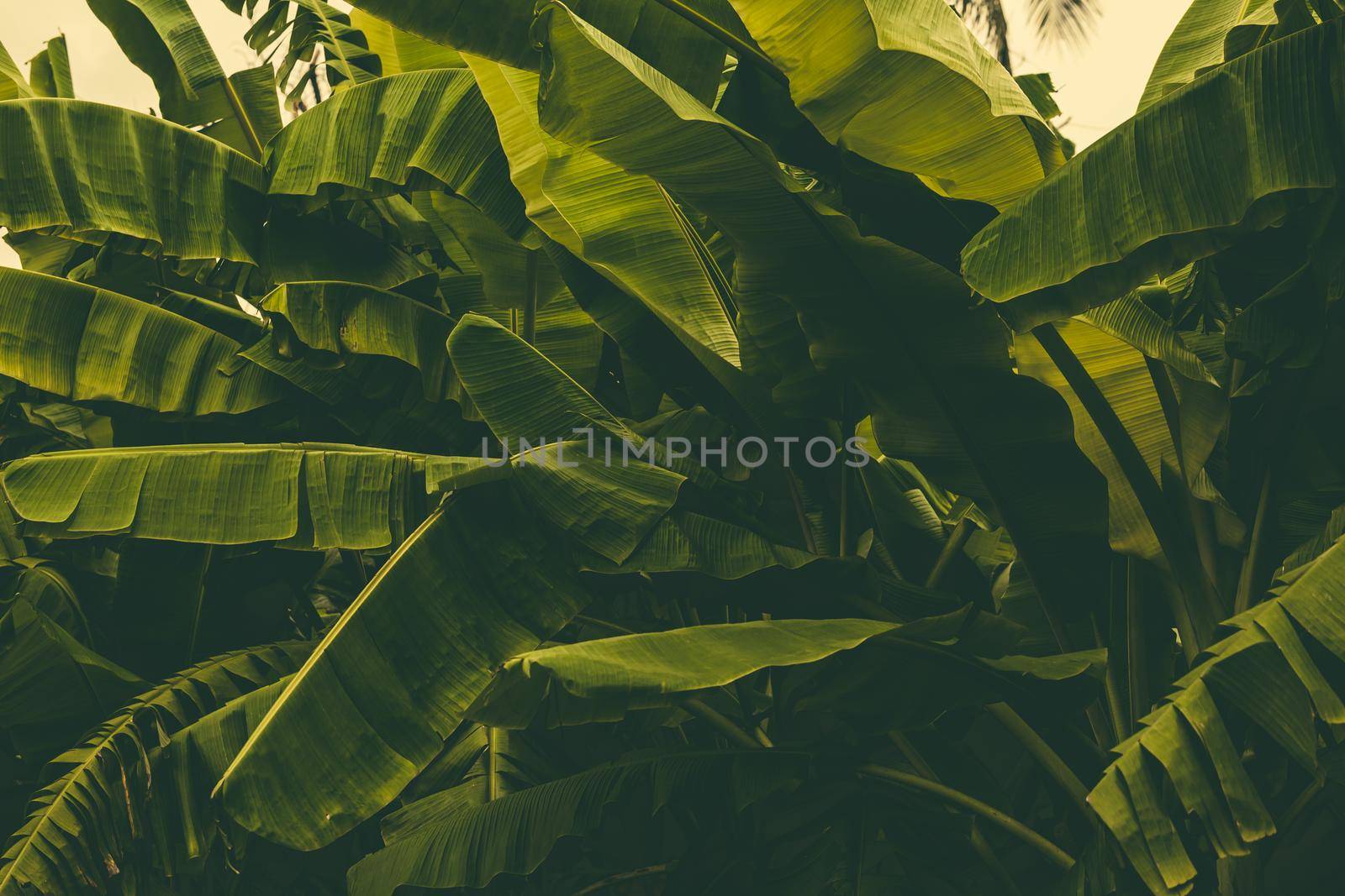 Jungle of tropical banana leaf texture, large palm foliage natural green background