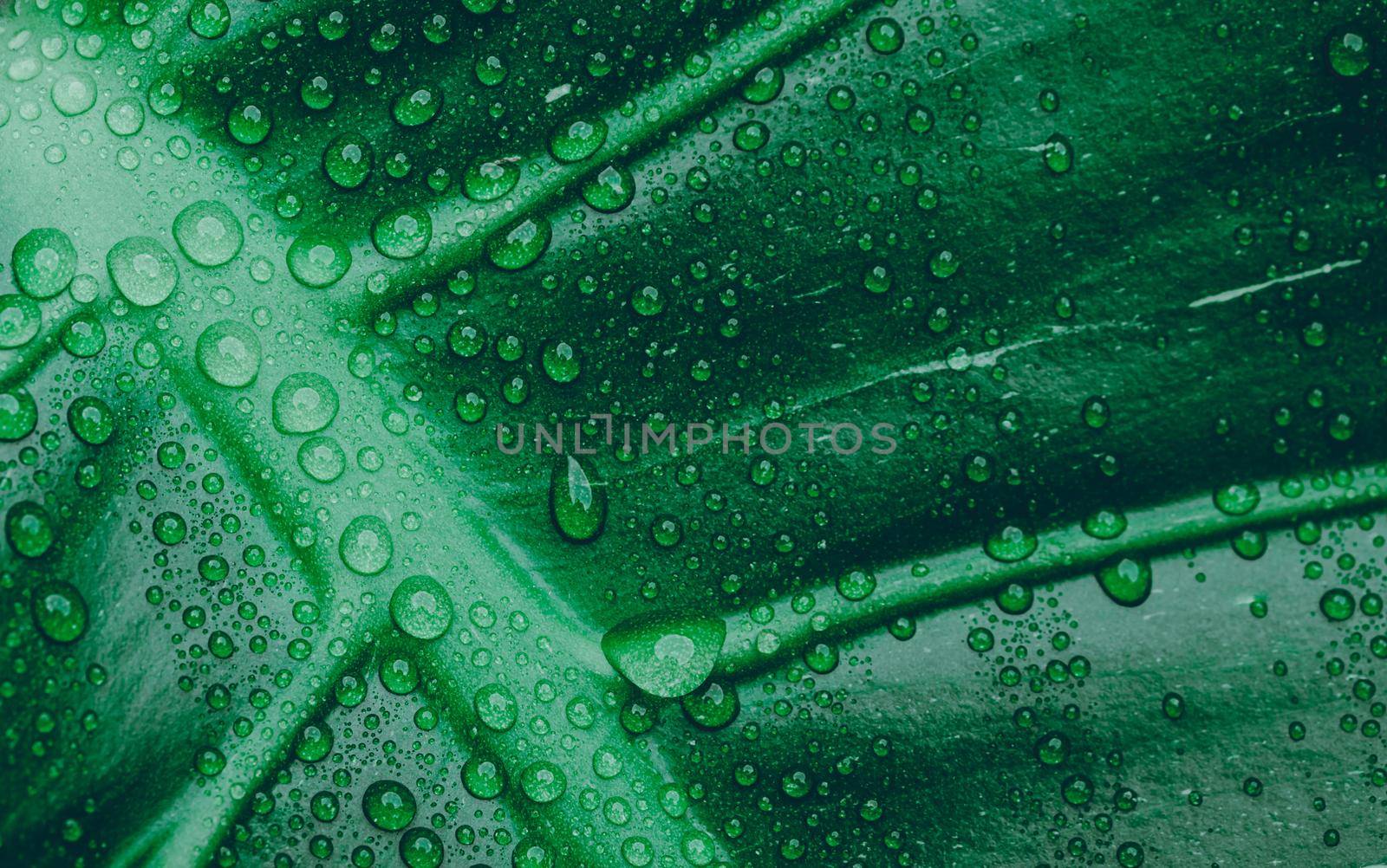 Drop water on green texture of leaf,Tropical plant