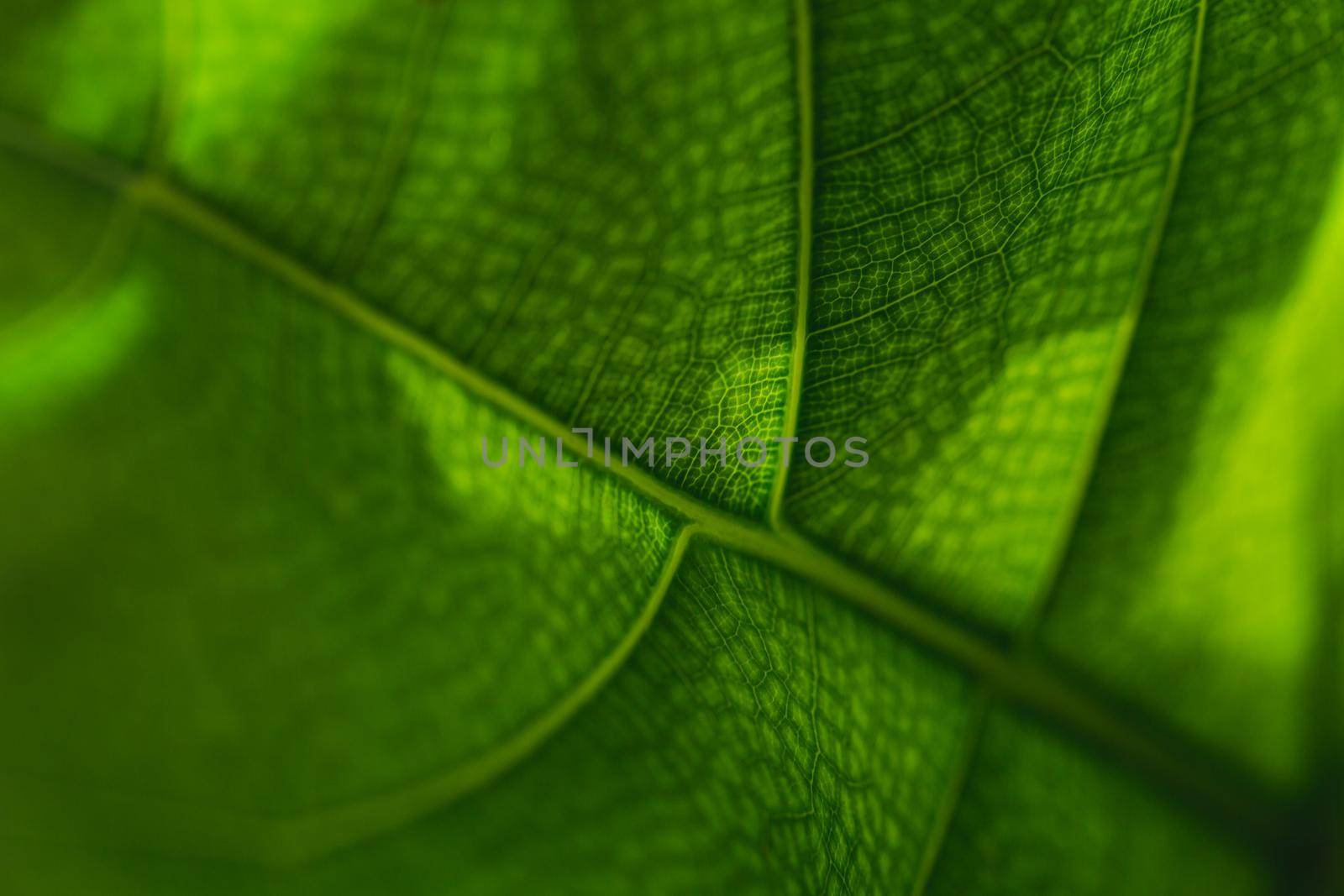 Green leaf texture abstract for background