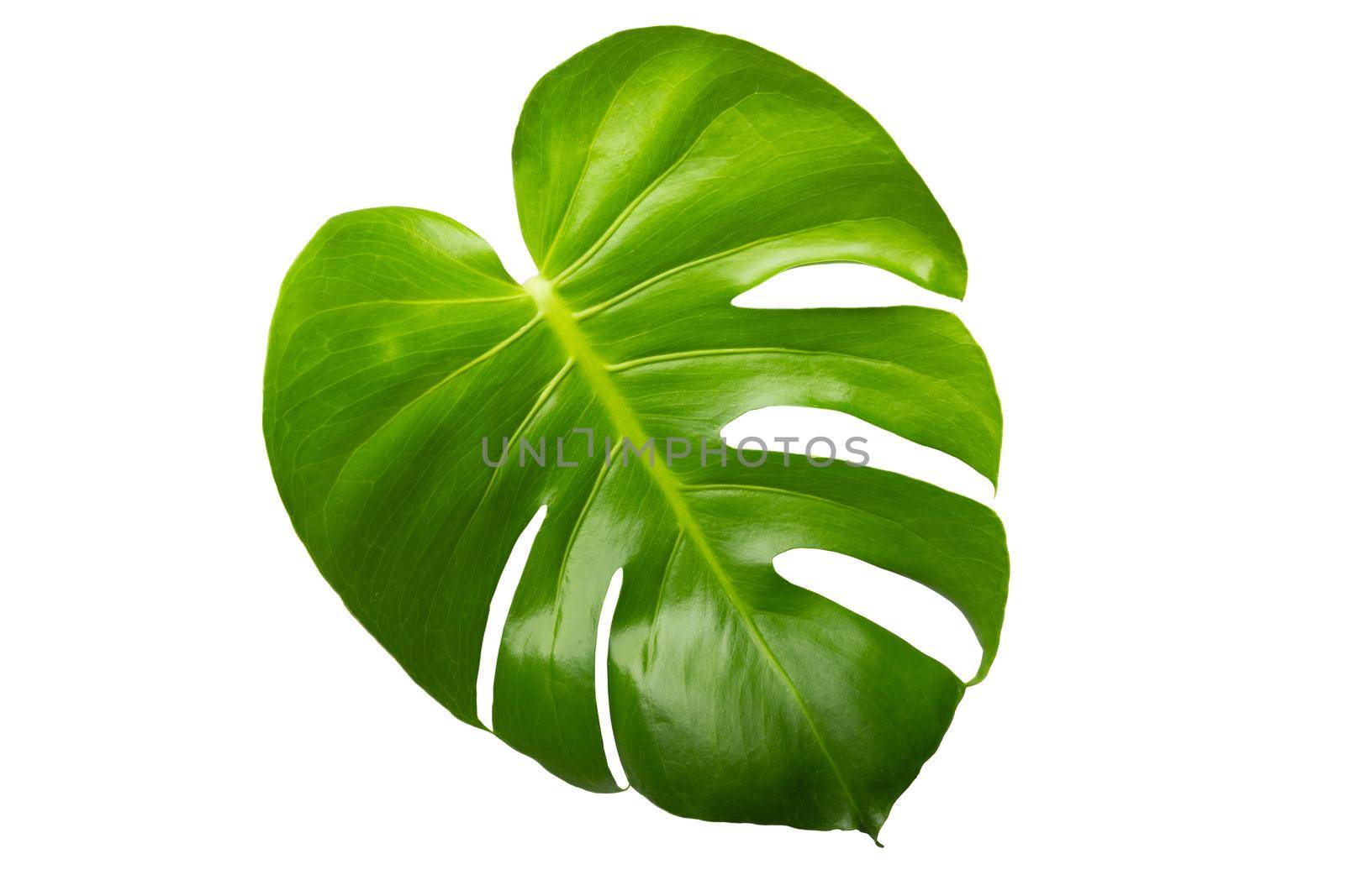 Monstera leaf on white  by Wasant
