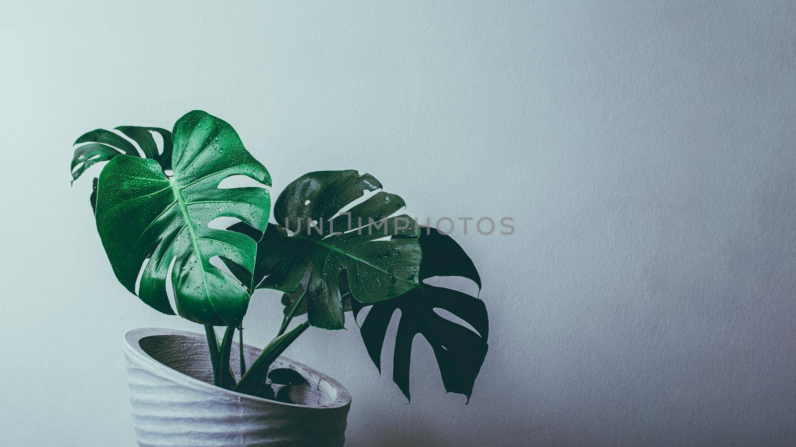 Monstera plant in cement pot by Wasant