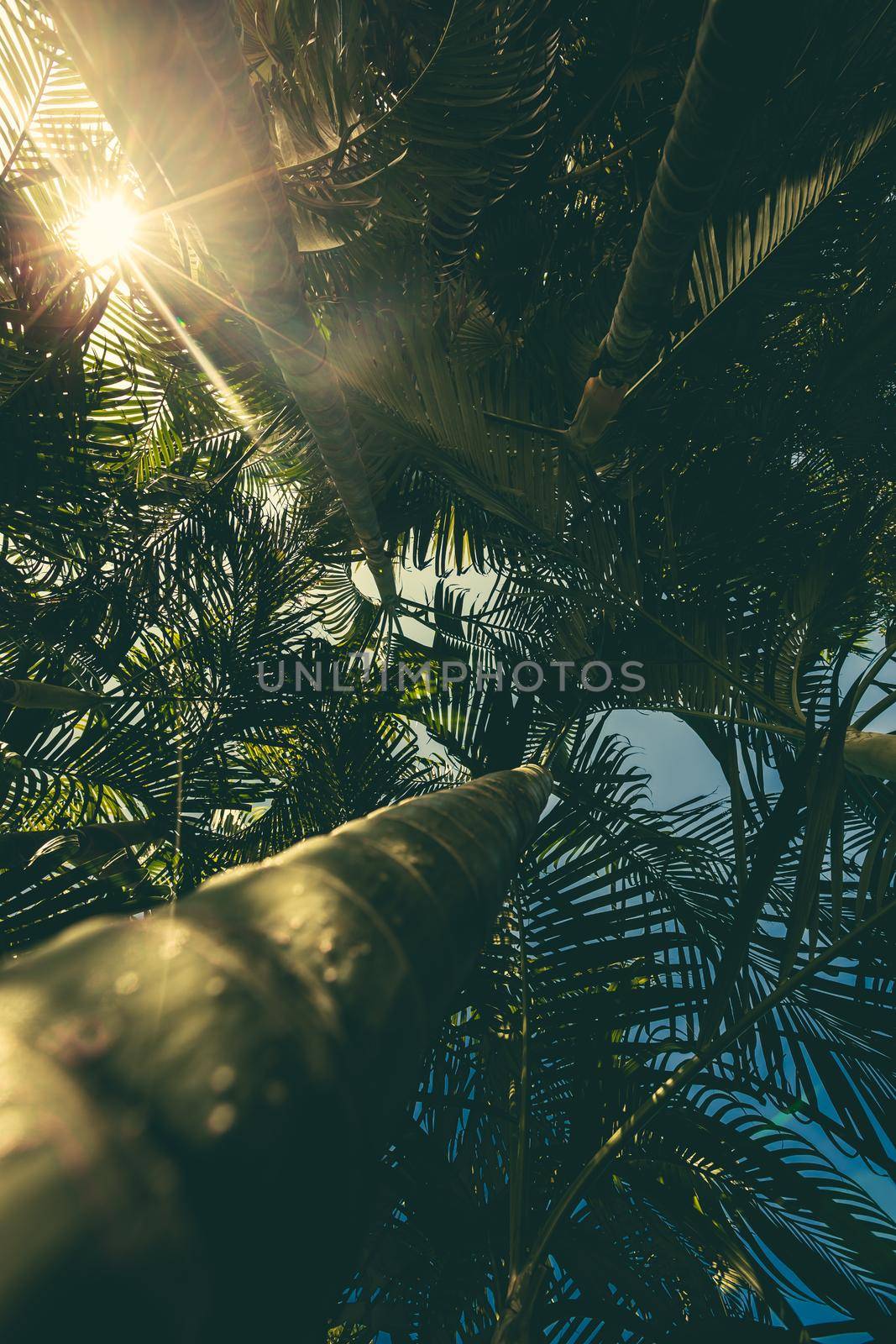 Tropical Palm tree and Coconut leaf background. Ant view photo