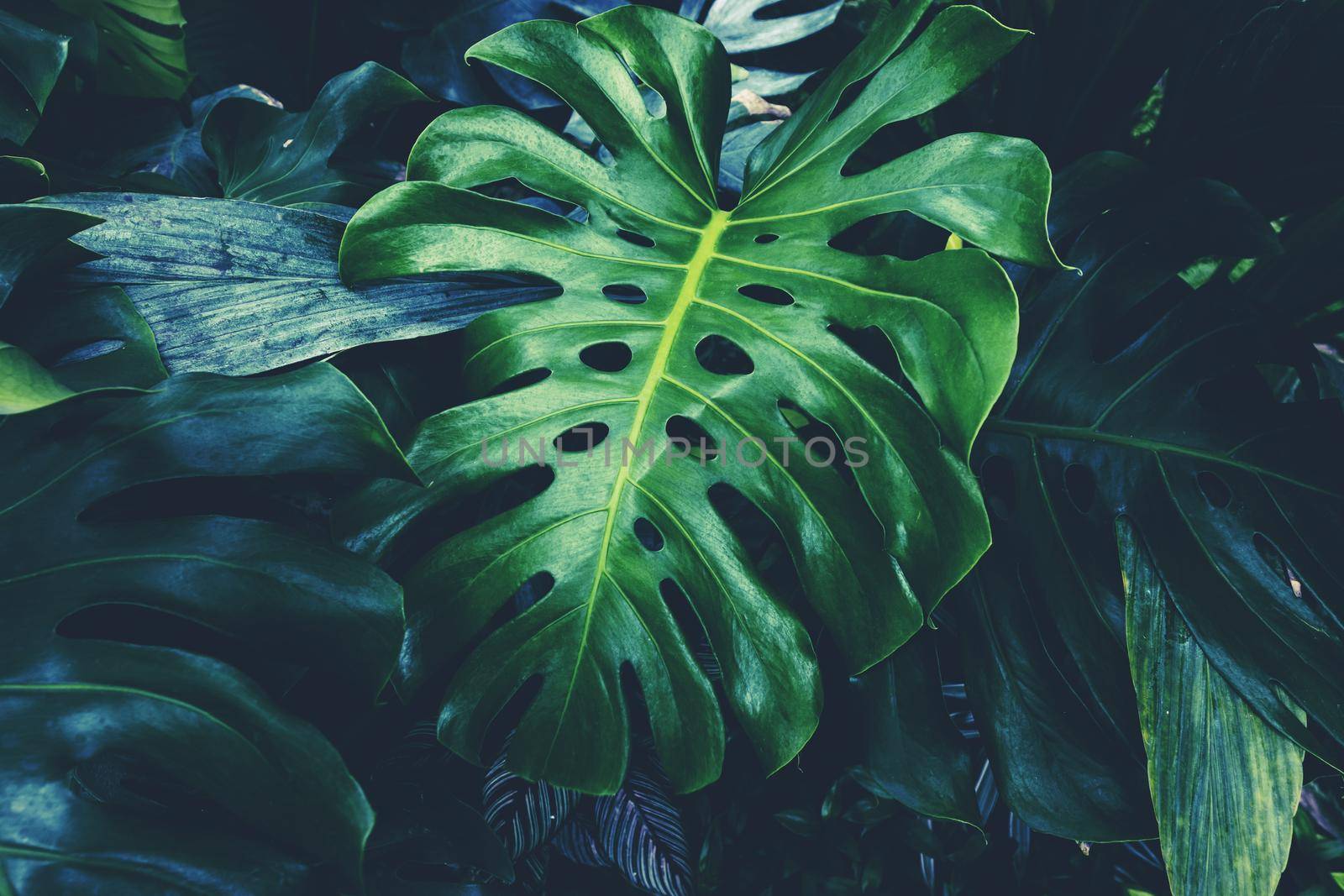 Monstera leaf tropical garden background