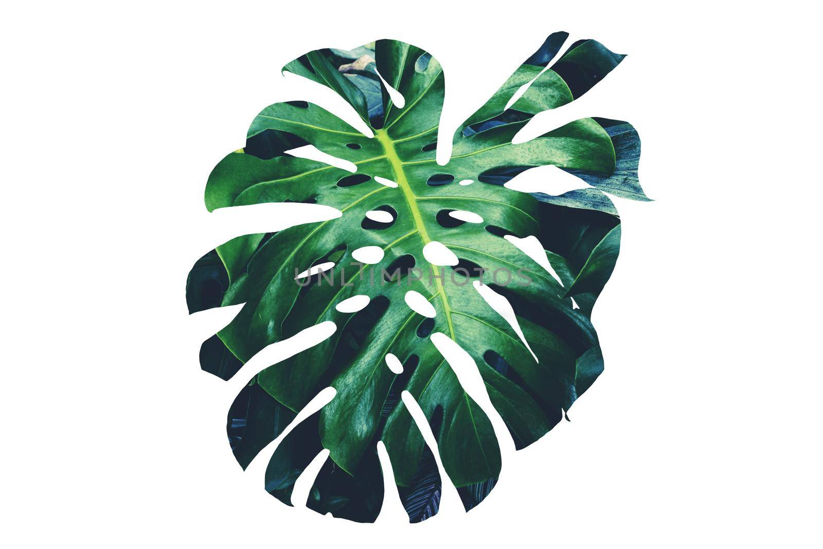 Double exposure monstera leaf  by Wasant