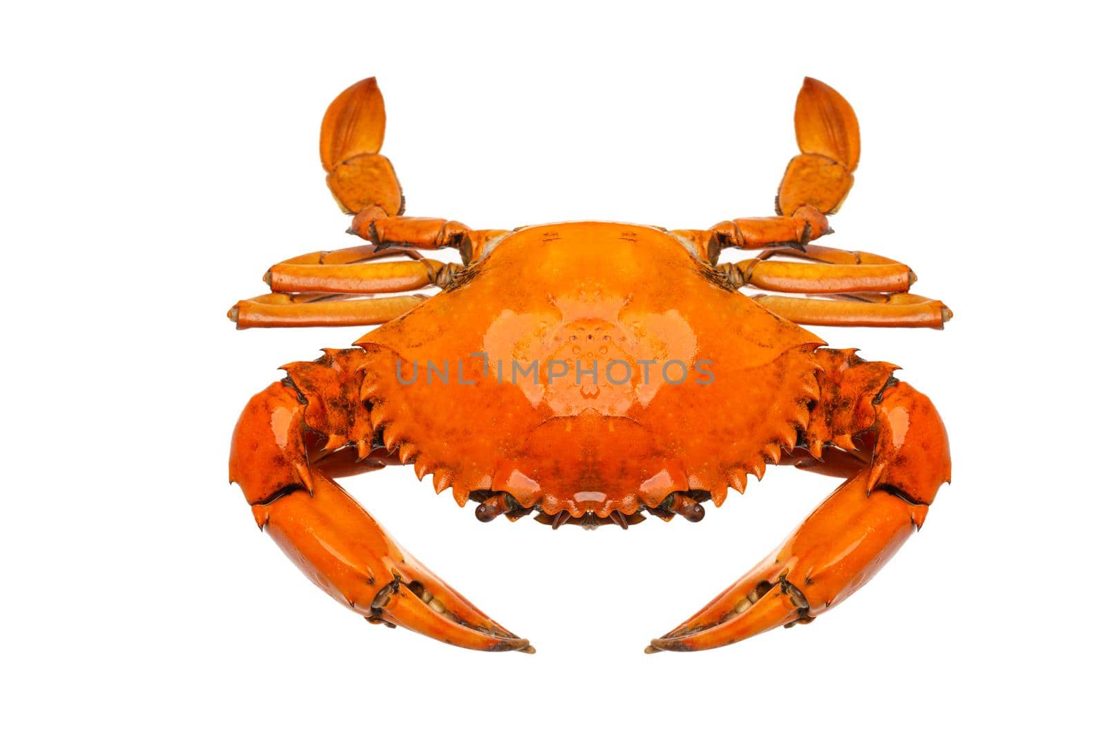 Crab seafood isolated on white with paths
