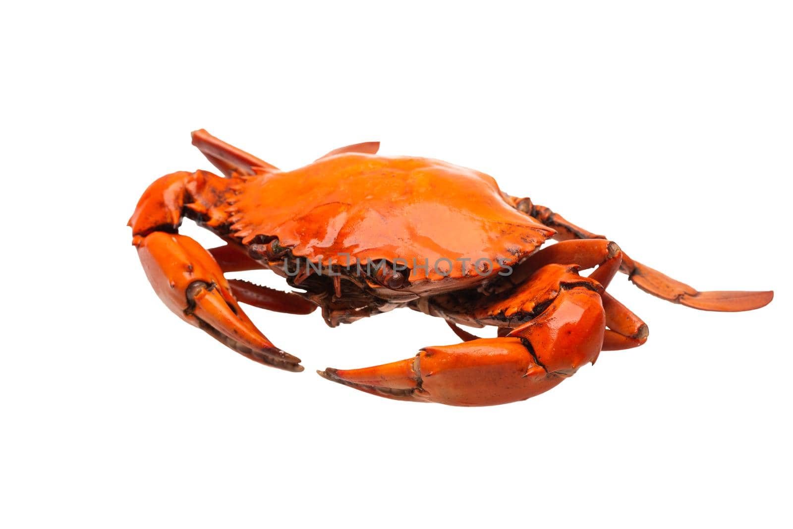Crab seafood isolated on white