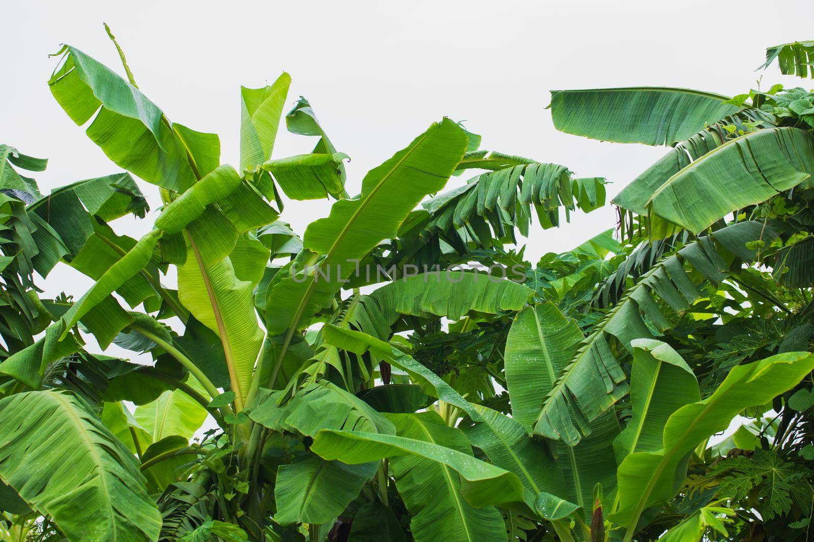 Banana tree jungle by Wasant